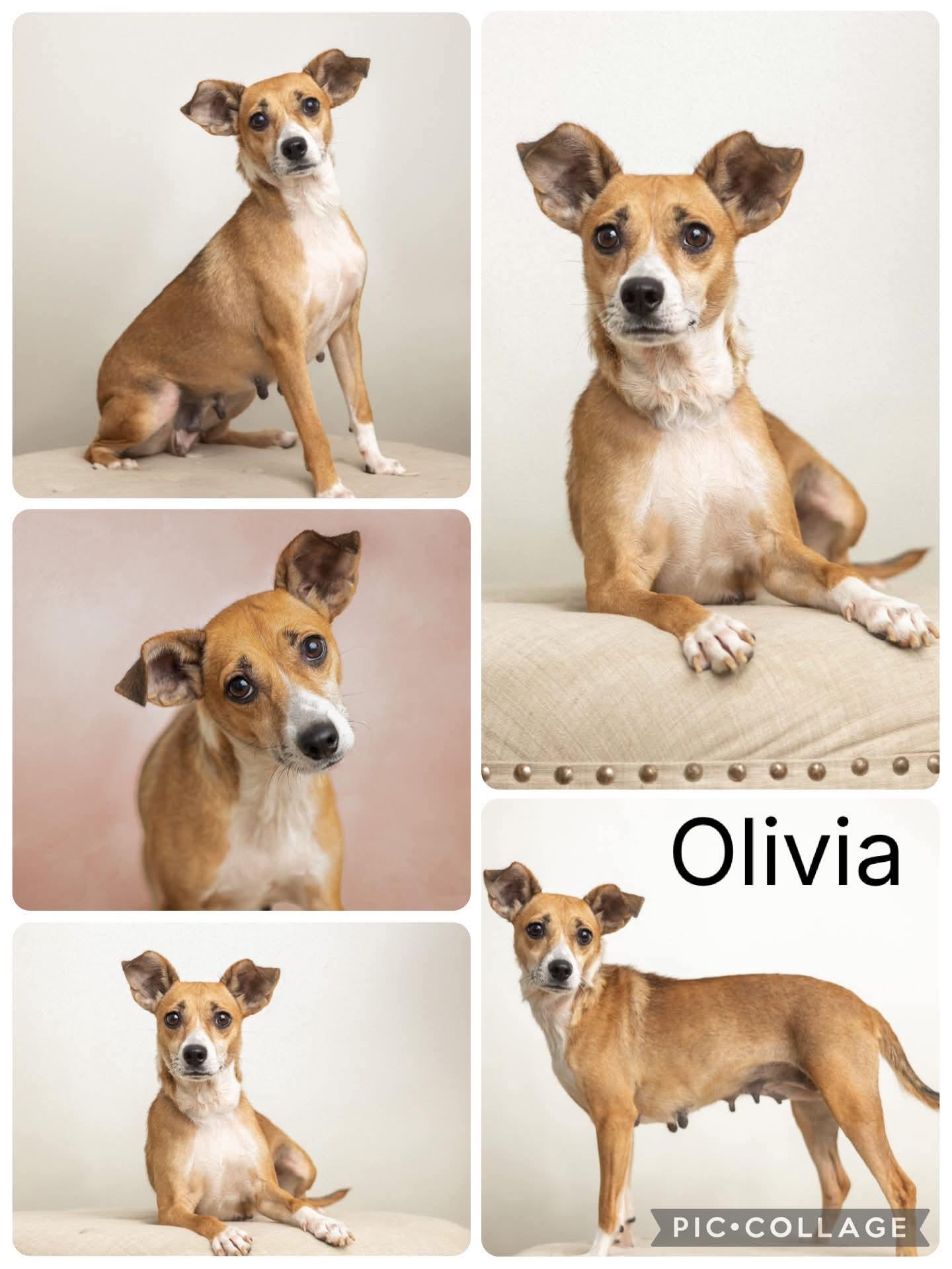 Olivia, ADOPTABLE, Young Female Chihuahua & Terrier.