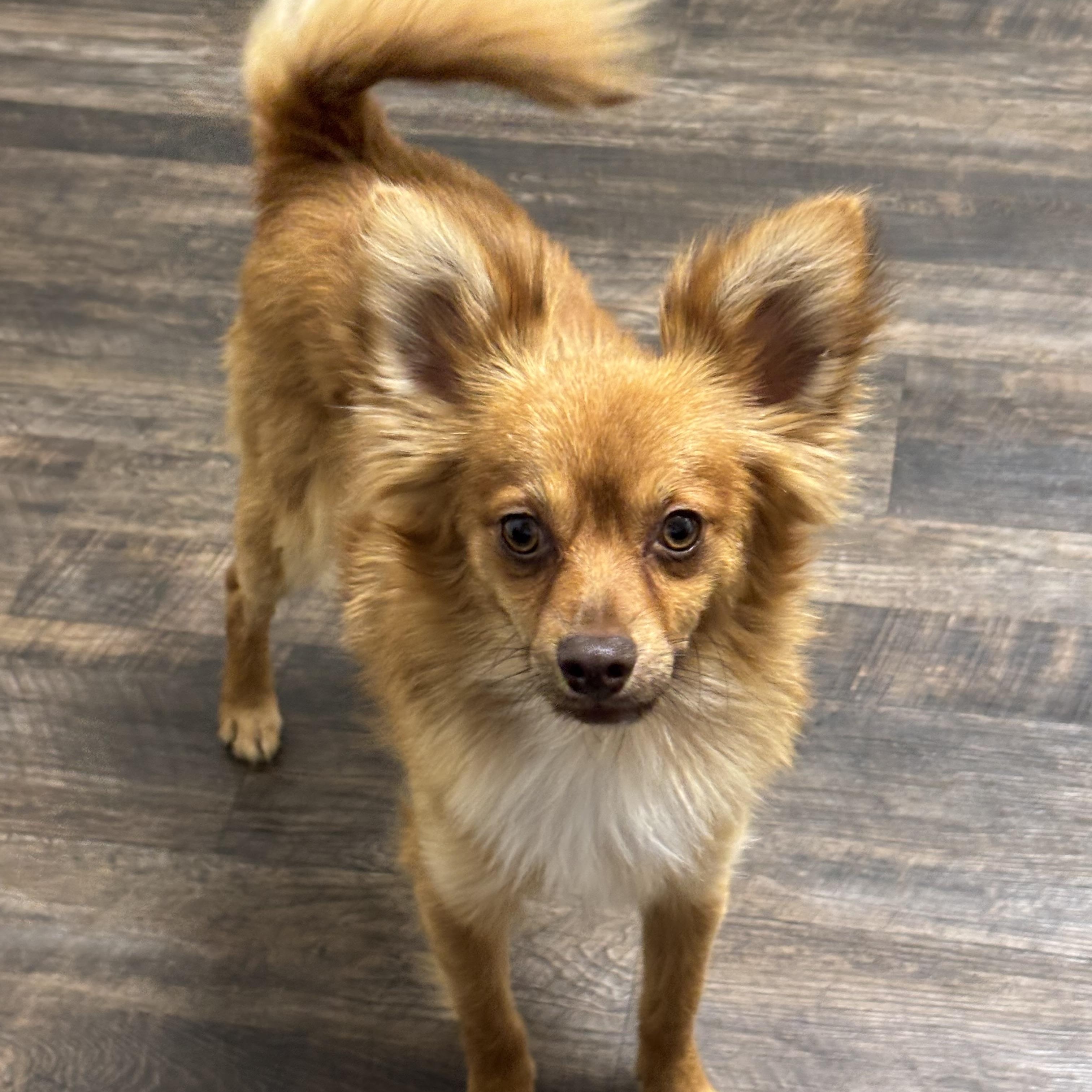 Enlarge Simba, an adoptable mixed breed in Foster, OR image 2/4