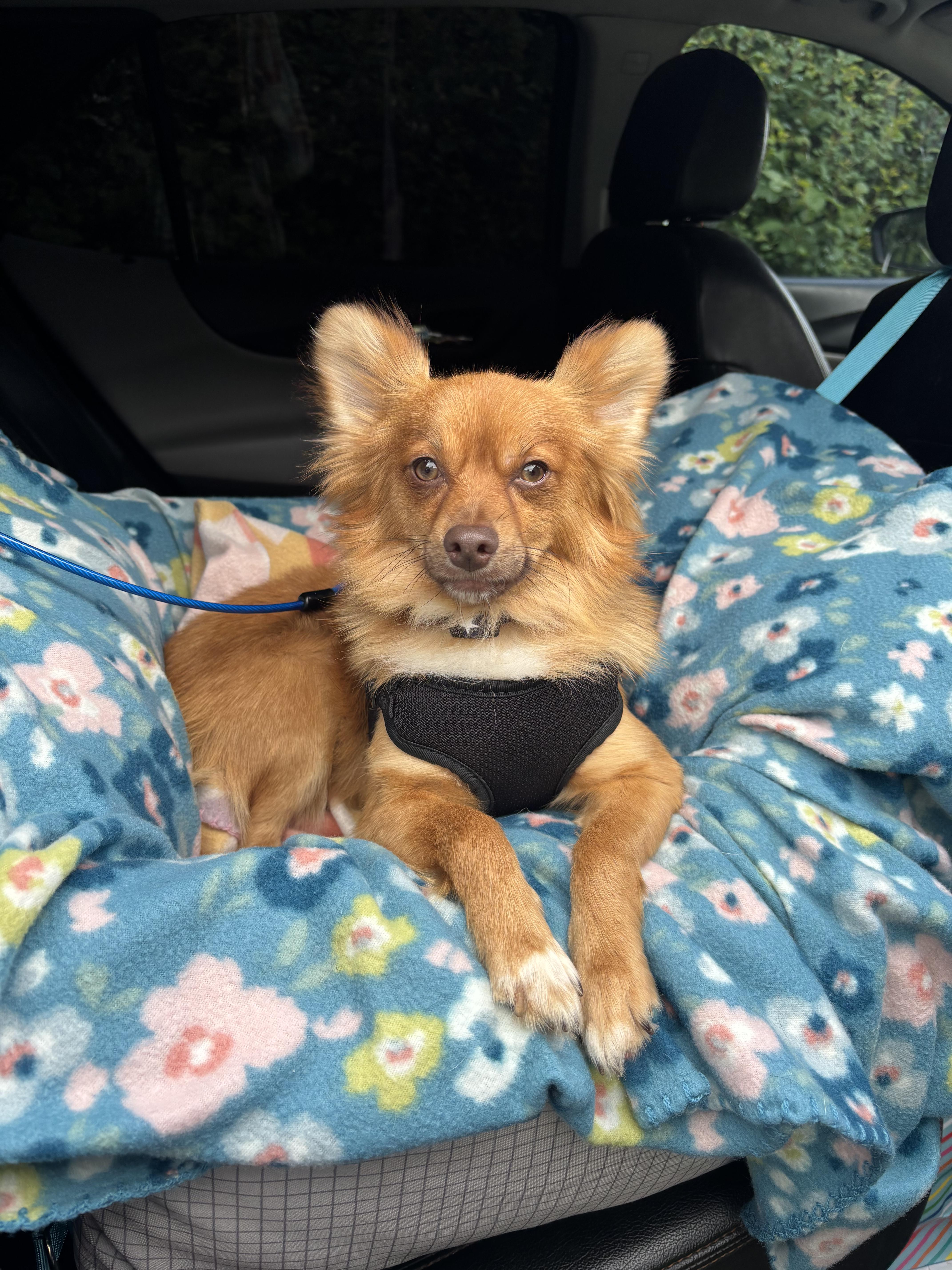Enlarge Simba, an adoptable mixed breed in Foster, OR image 4/4