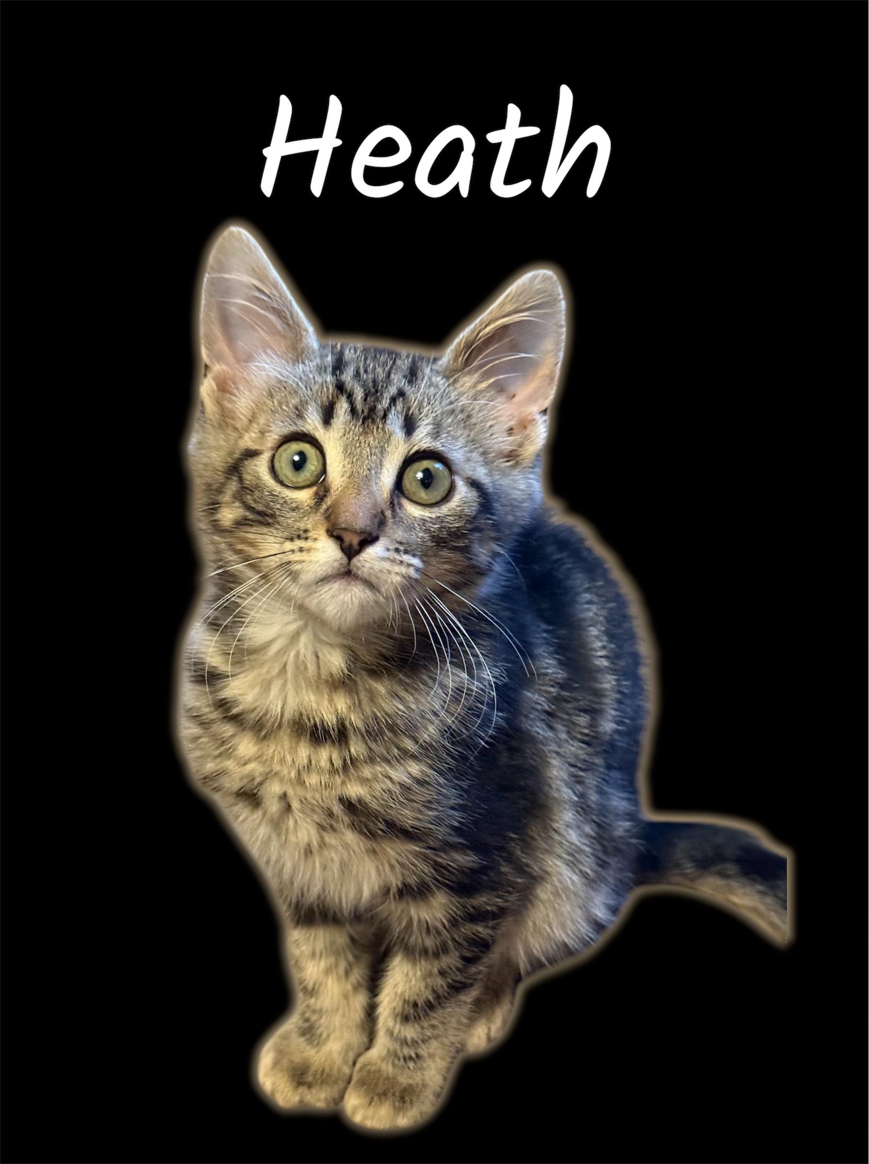 Heath (Bonded with Pewter), ADOPTABLE, Kitten Male Domestic Short Hair.