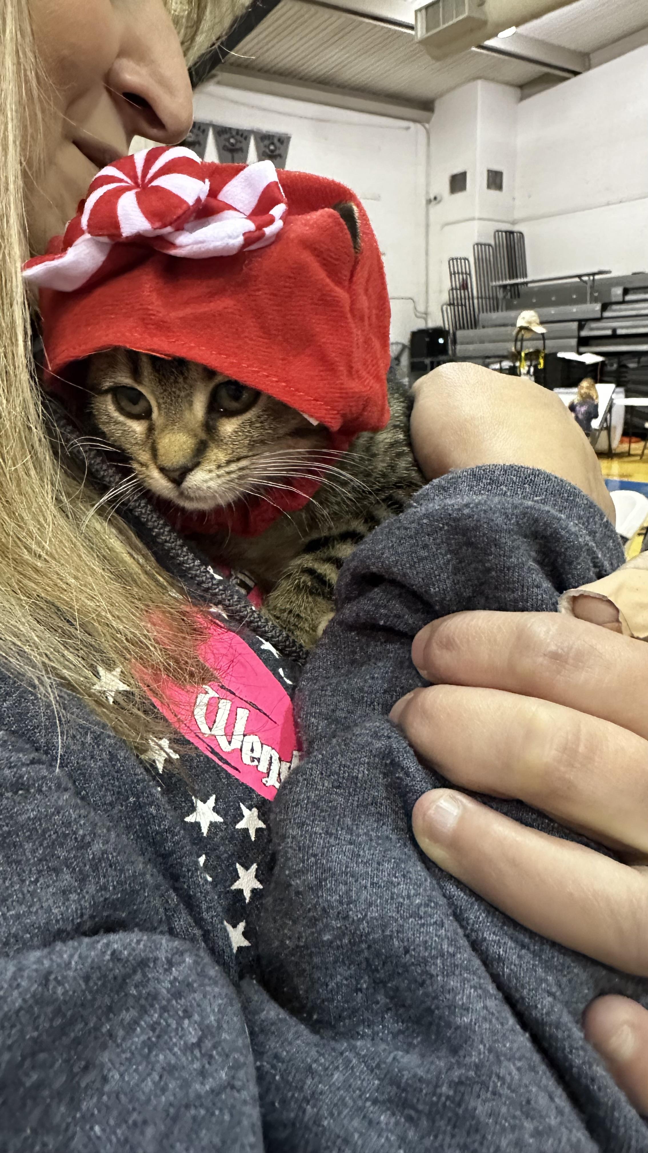 Dancer, a Adopted Tabby in Cadiz, OH image 6/6