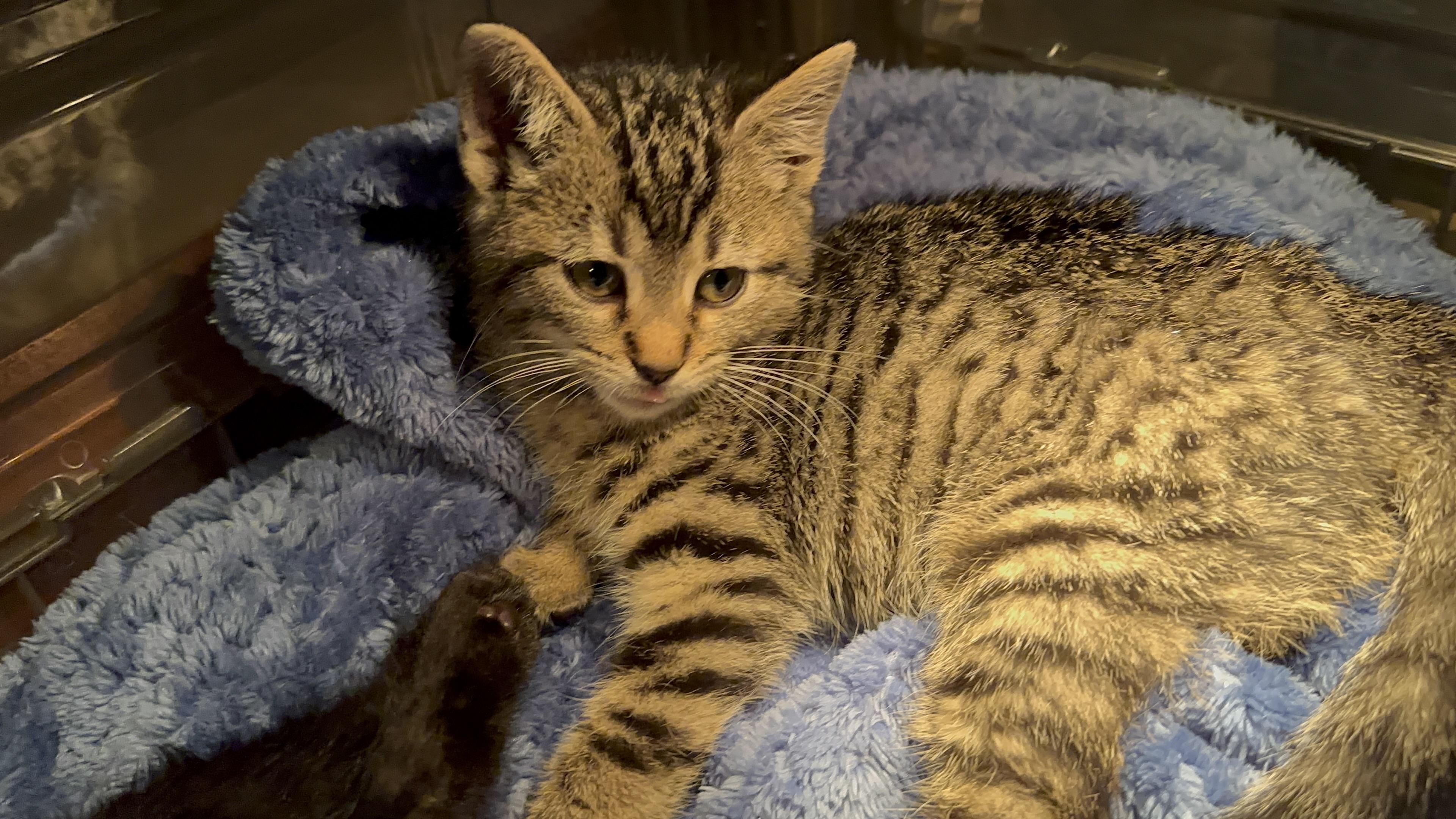 Dancer, a Adopted Tabby in Cadiz, OH image 4/6