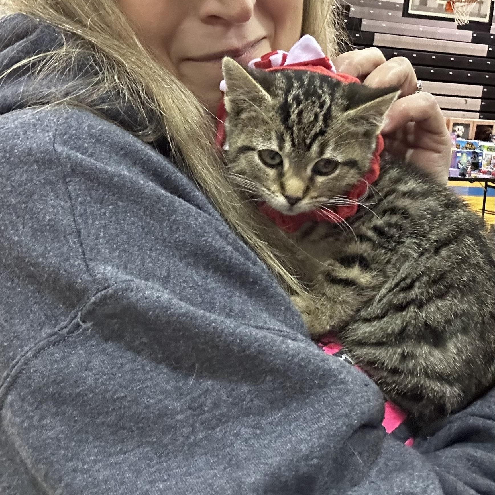 Dancer, a Adopted Tabby in Cadiz, OH image 3/6