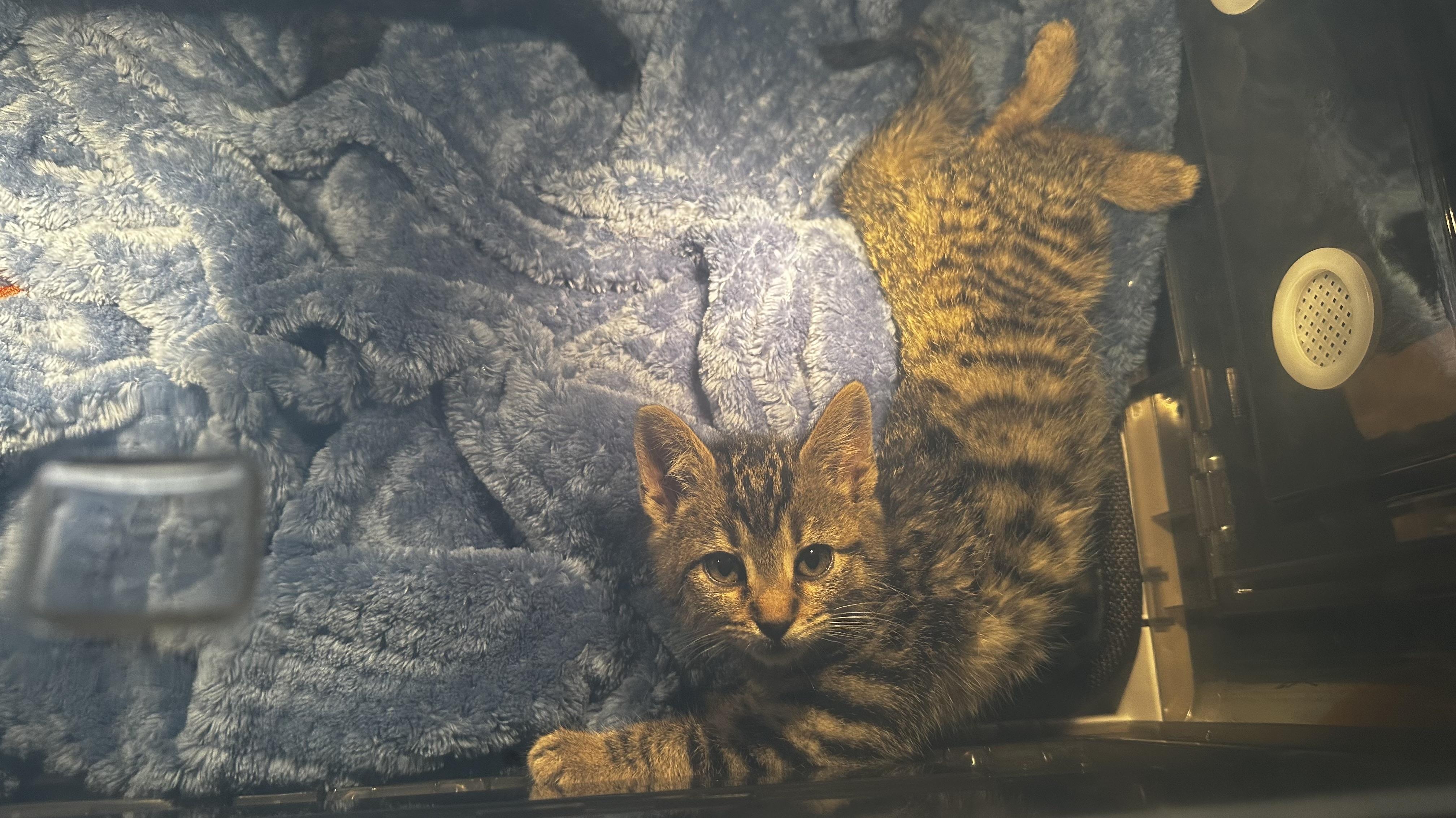 Dancer, a Adopted Tabby in Cadiz, OH image 5/6
