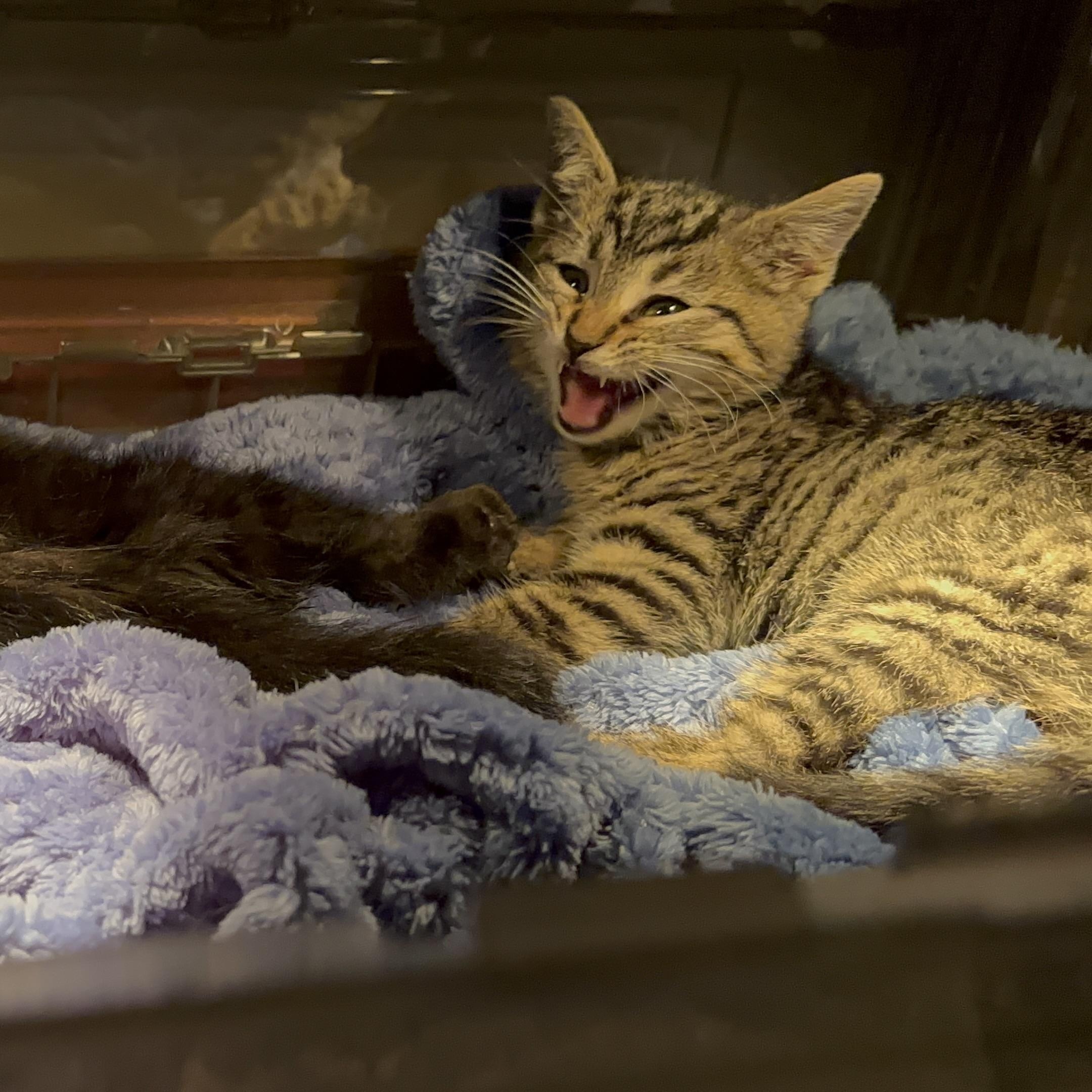 Dancer, a Adopted Tabby in Cadiz, OH image 2/6