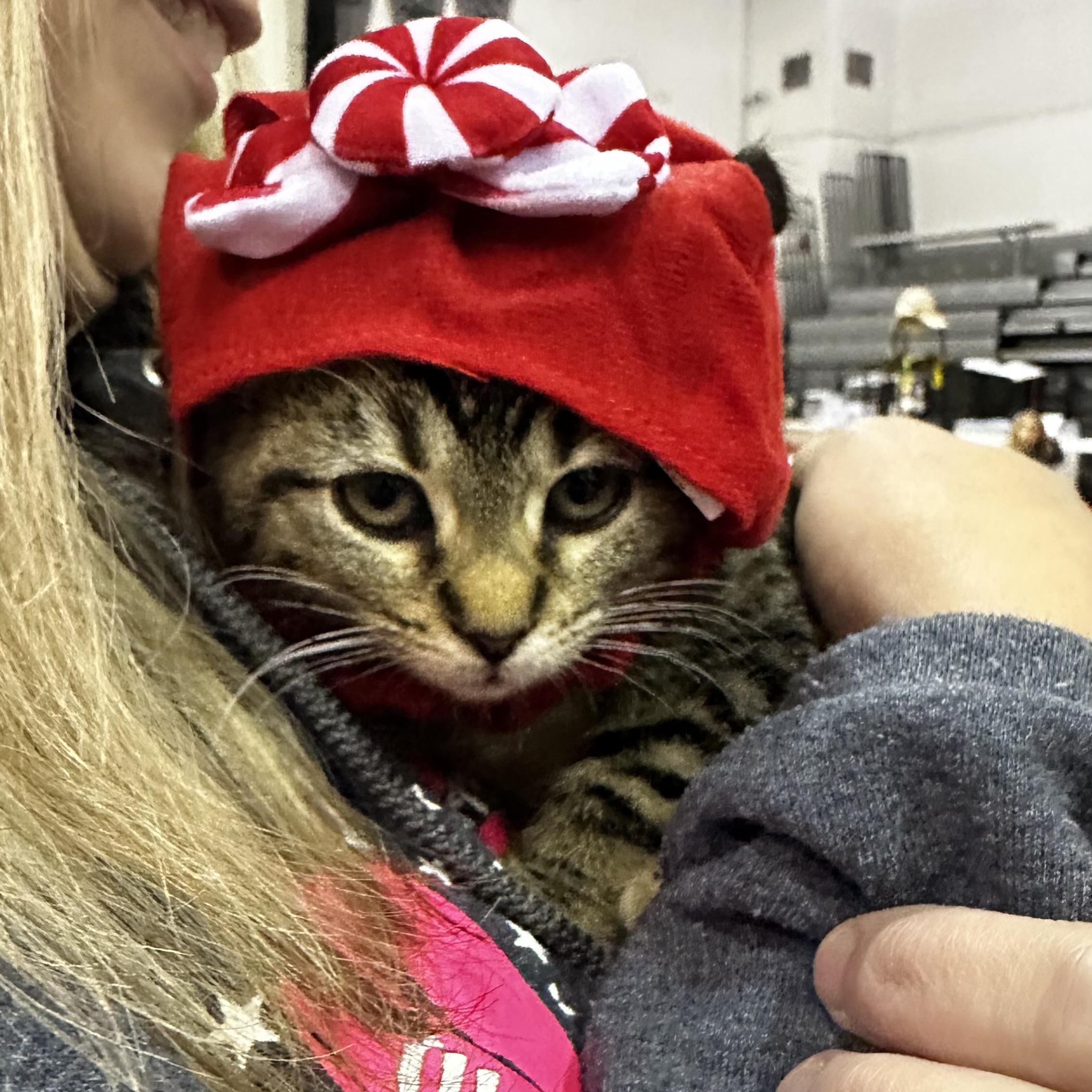 Dancer, Adopted, Young Female Tabby.