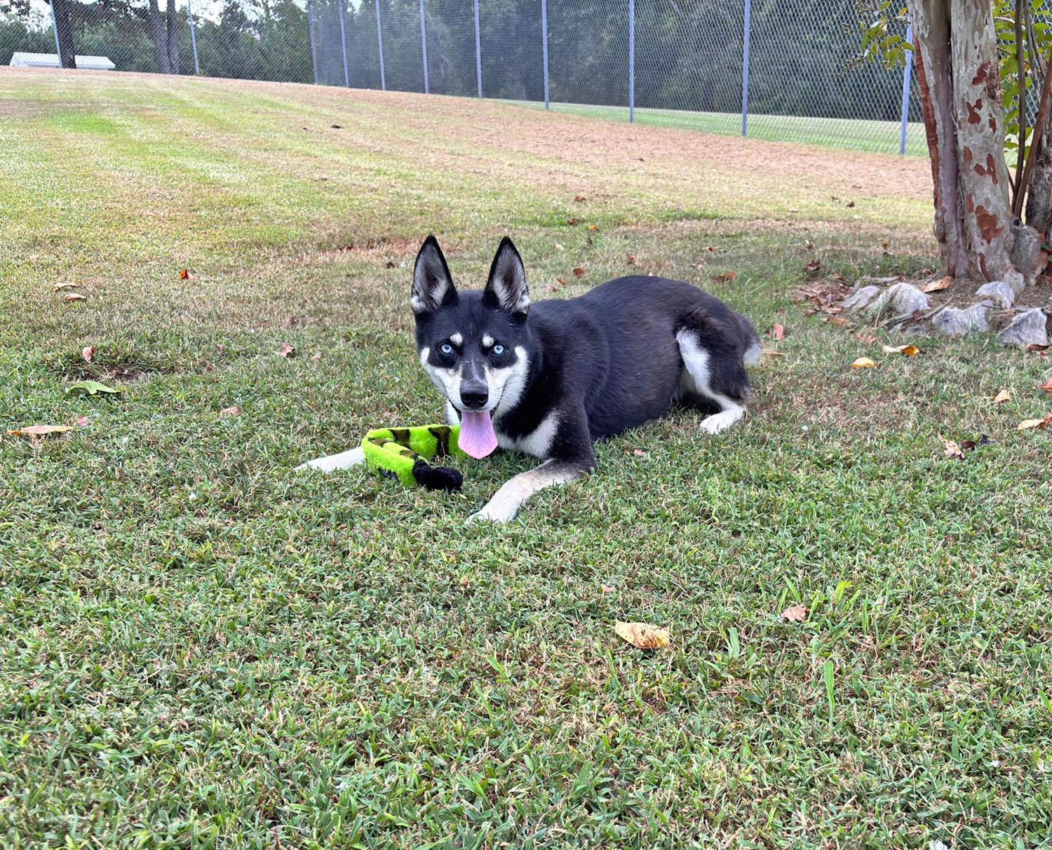 Enlarge Willow, a Adopted mixed breed in Savannah, TN image 4/4