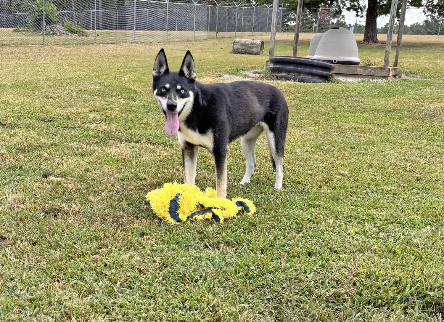 Enlarge Willow, a Adopted mixed breed in Savannah, TN image 1/4