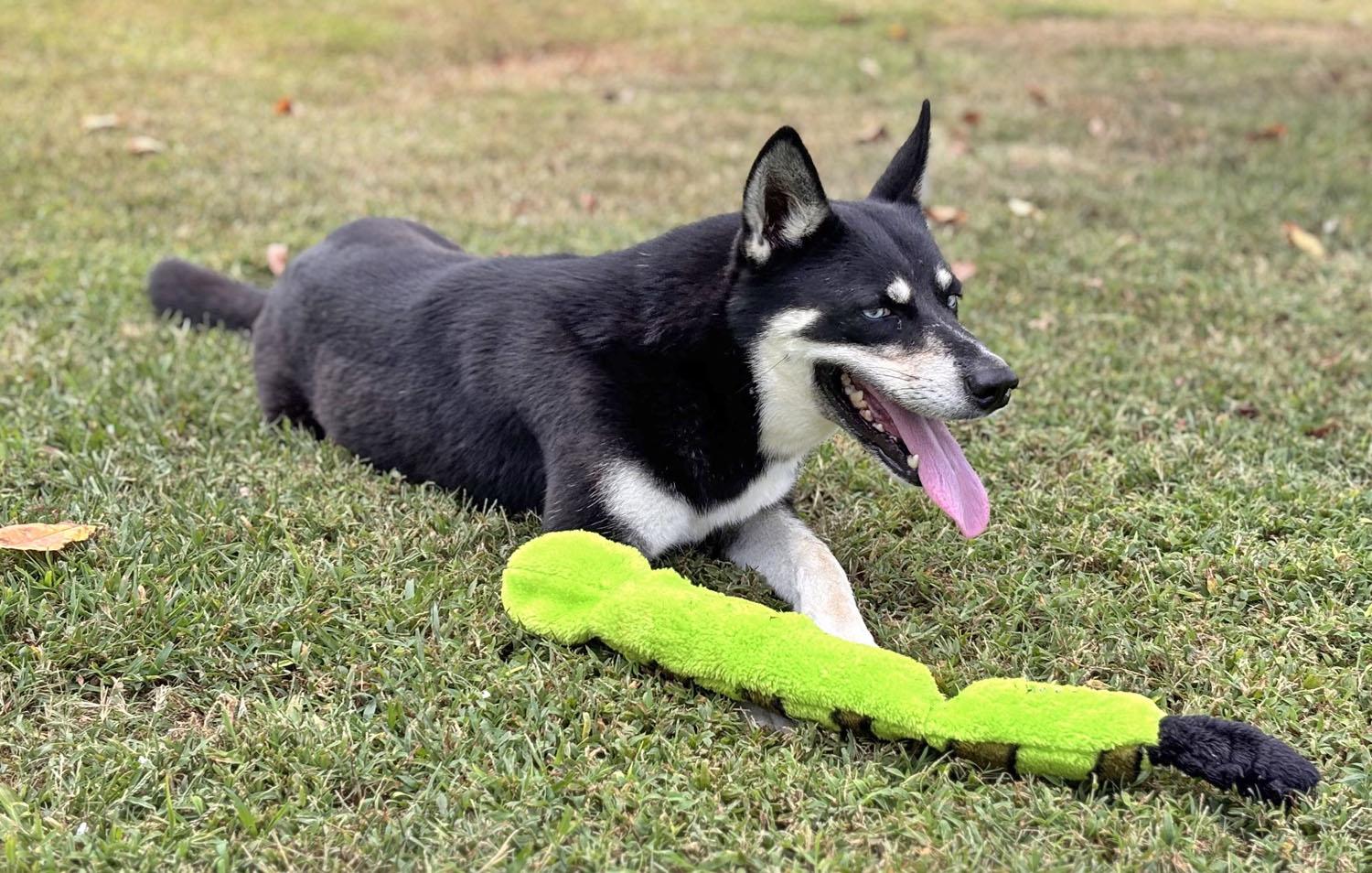 Enlarge Willow, a Adopted mixed breed in Savannah, TN image 2/4