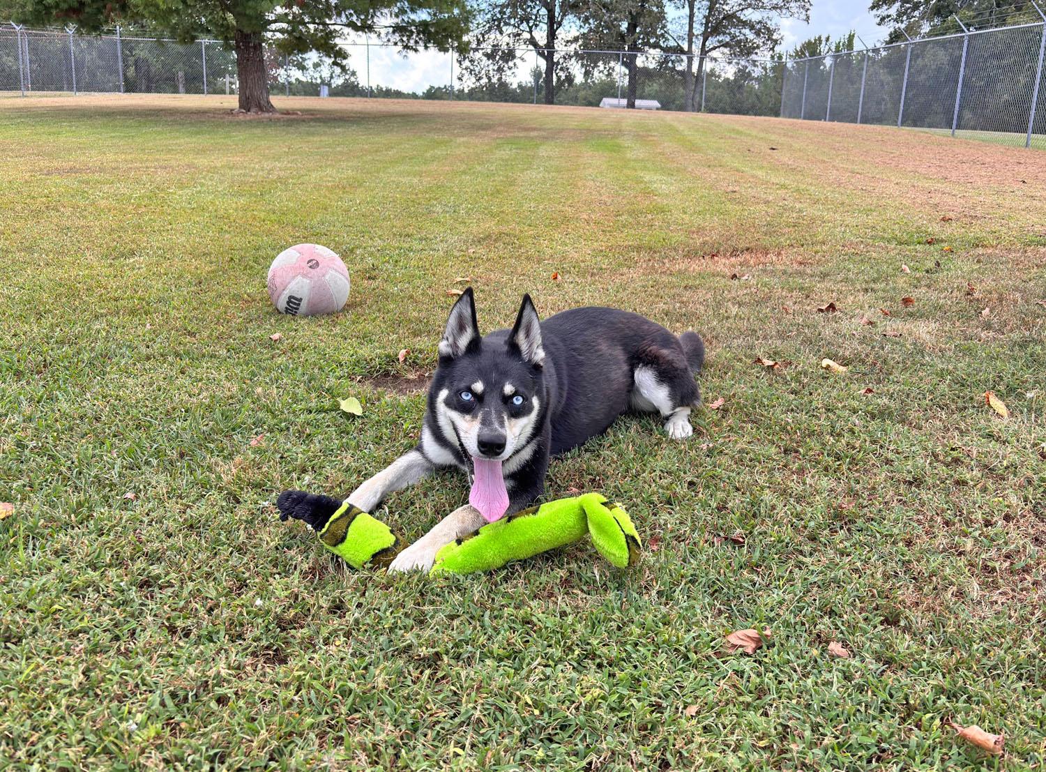 Enlarge Willow, a Adopted mixed breed in Savannah, TN image 3/4