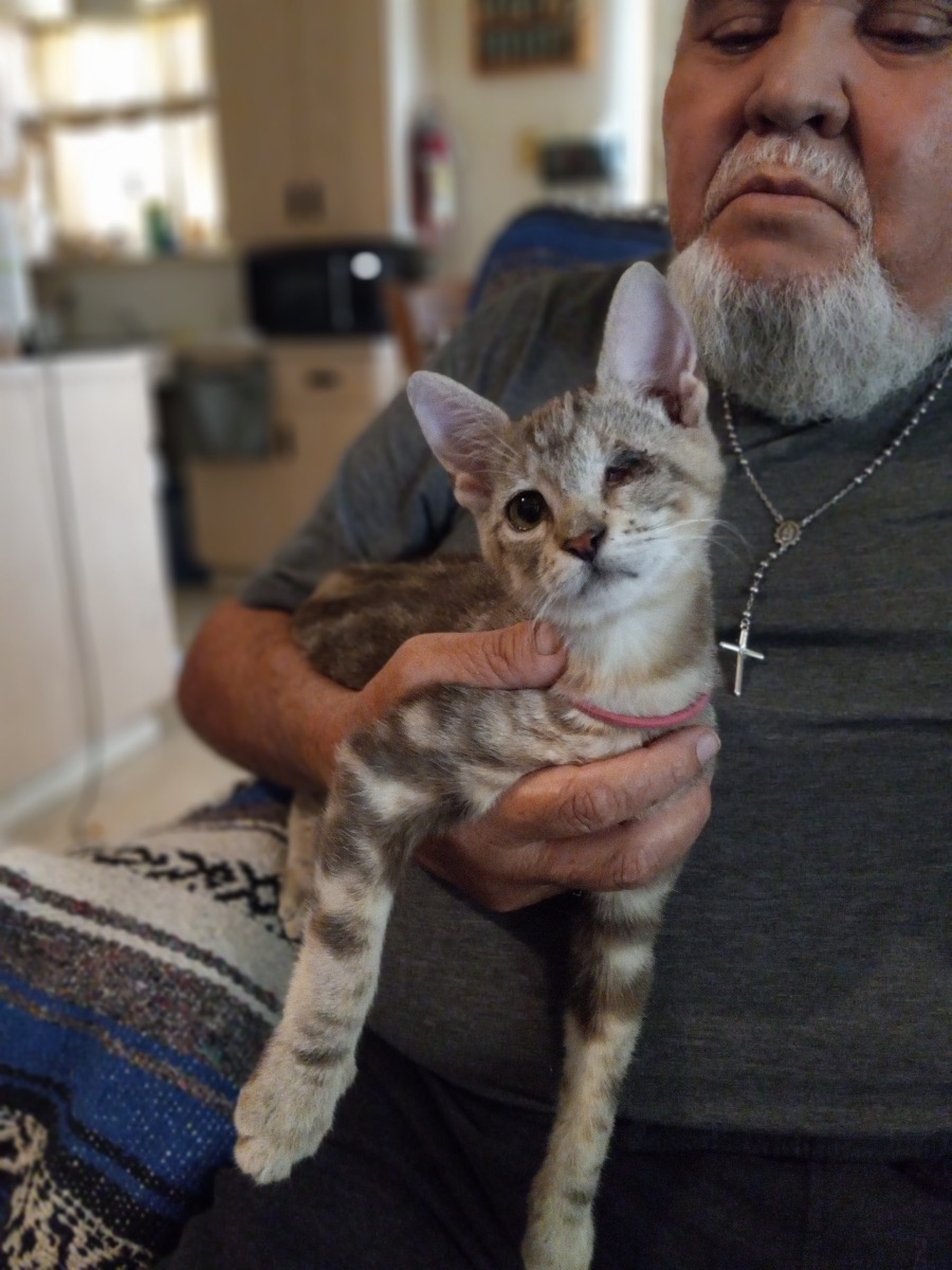 Enlarge Kiba and Juni, sister and brother, a Adoptable mixed breed in Mission Viejo, CA image 4/5