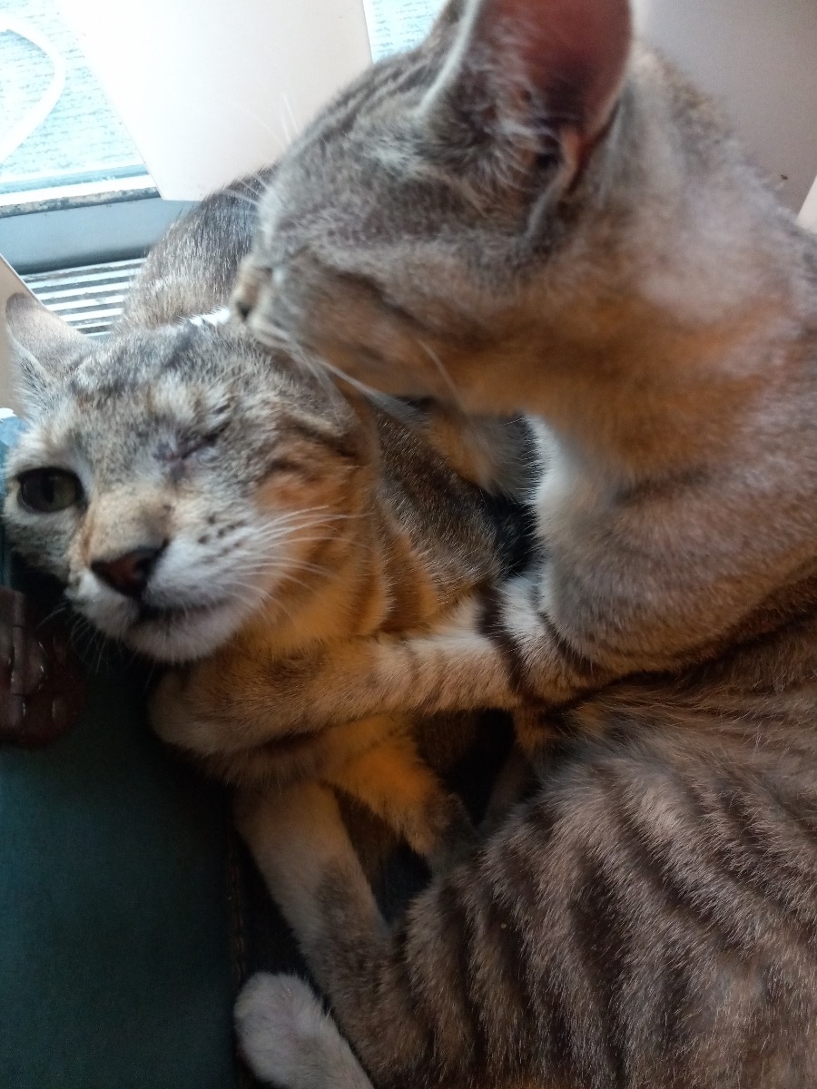 Enlarge Kiba and Juni, sister and brother, a Adoptable mixed breed in Mission Viejo, CA image 3/5