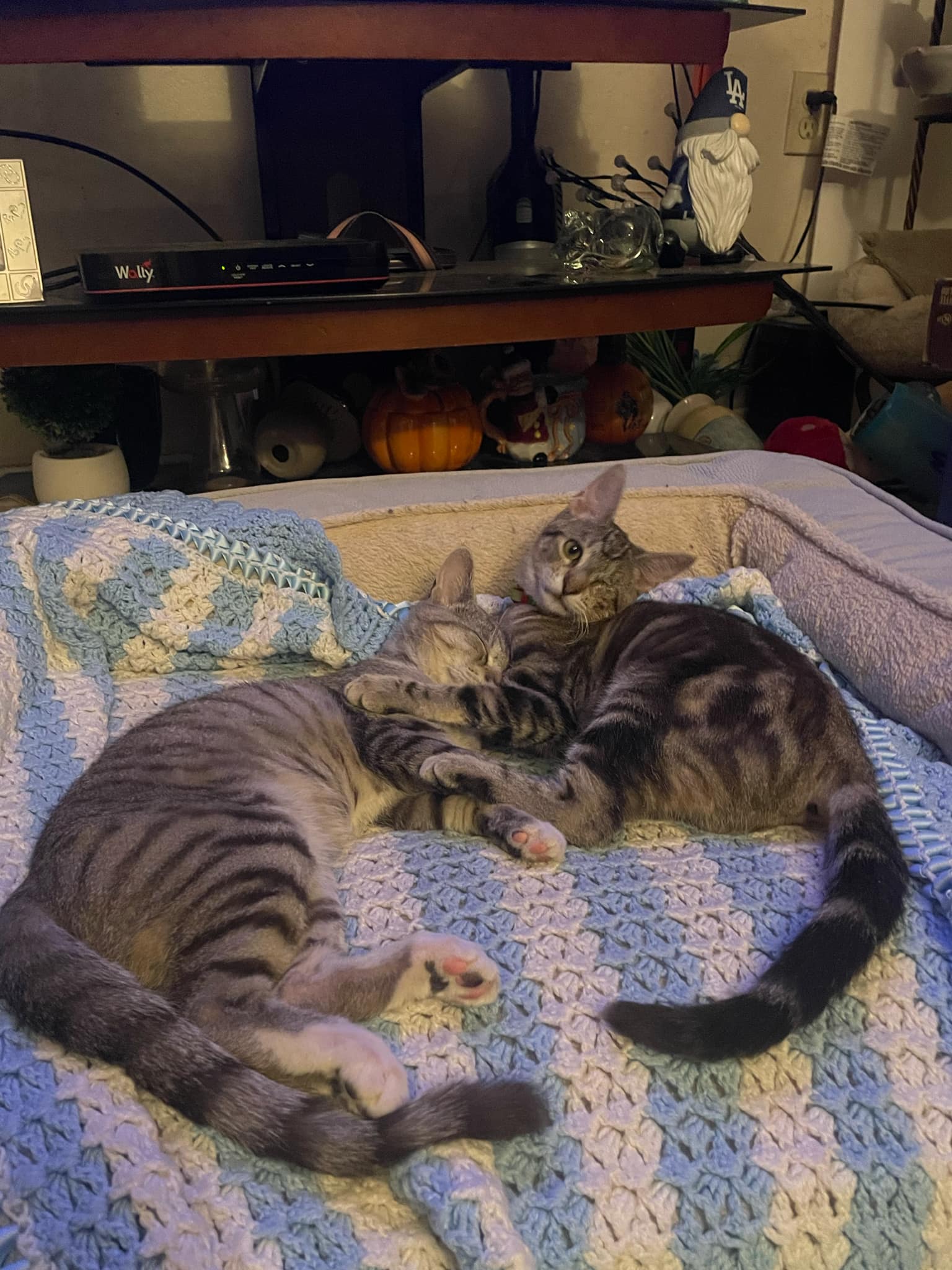 Enlarge Kiba and Juni, sister and brother, a Adoptable mixed breed in Mission Viejo, CA image 1/5