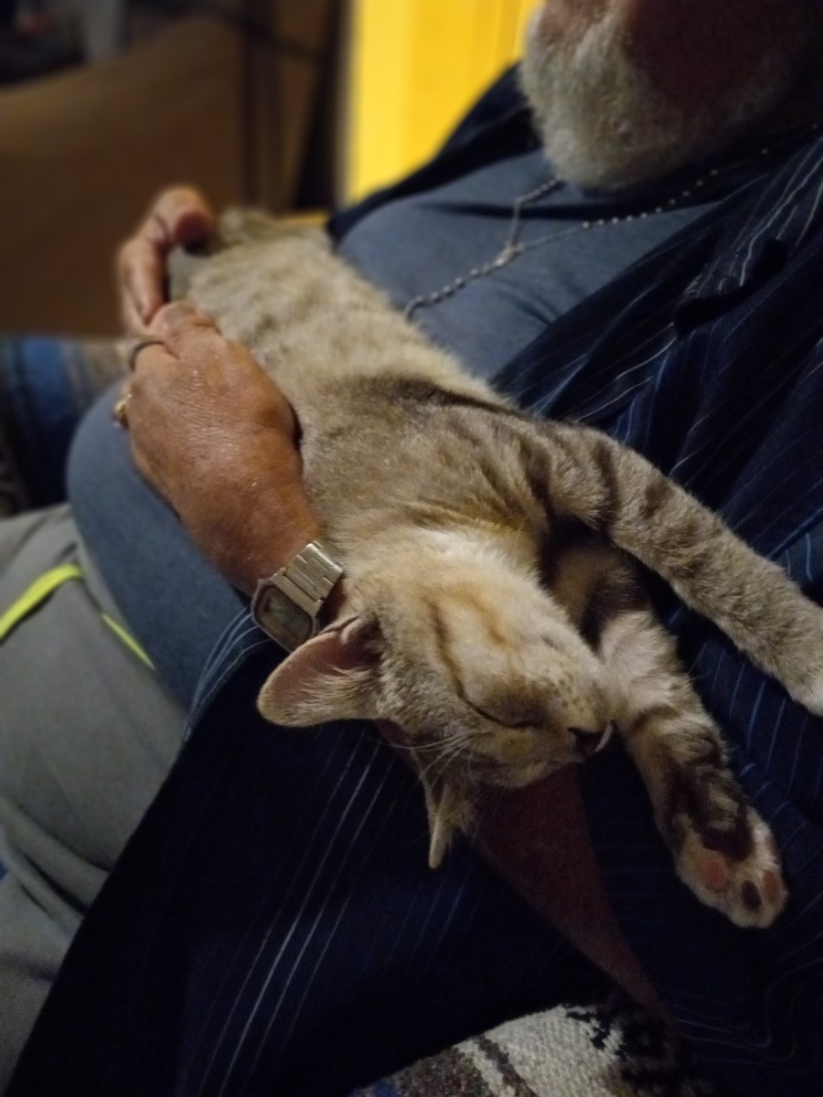 Enlarge Kiba and Juni, sister and brother, a Adoptable mixed breed in Mission Viejo, CA image 2/5
