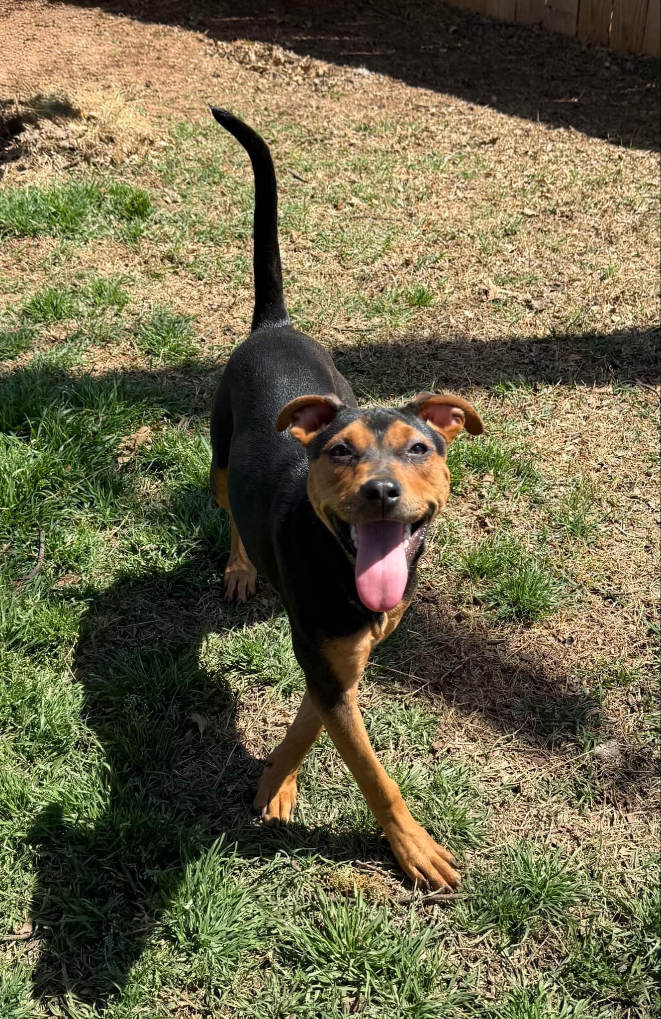 Enlarge Joy, a Adoptable mixed breed in Oklahoma City, OK image 1/1