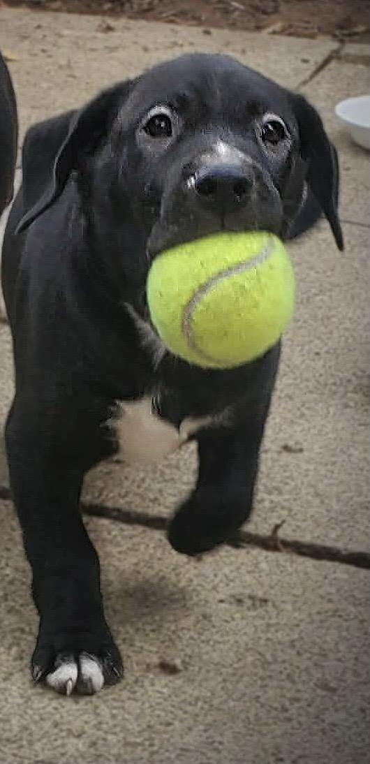 Enlarge Miggs, a Adoptable mixed breed in New Albany, OH image 1/1