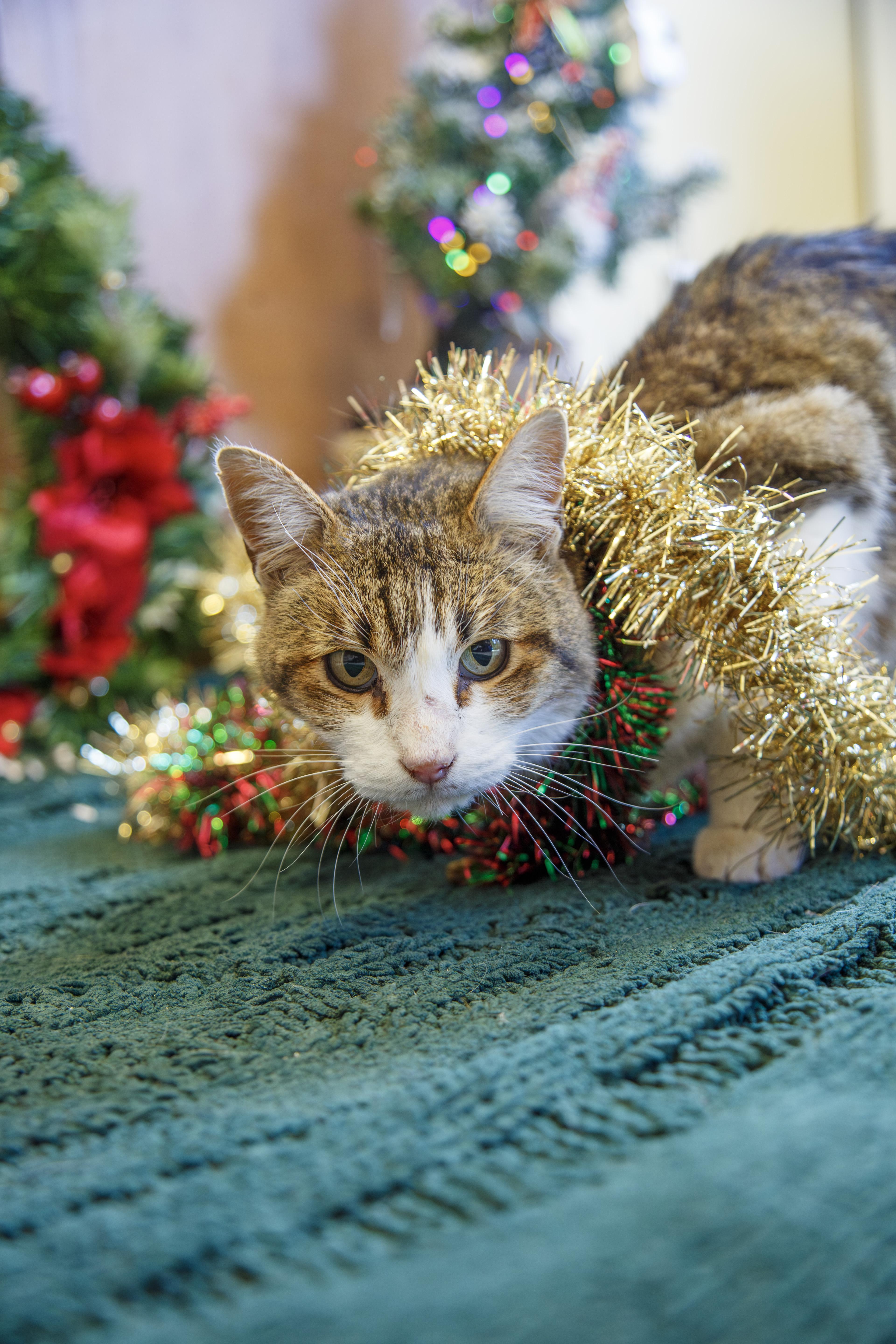 Big Boy, ADOPTABLE, Adult Male Domestic Short Hair.