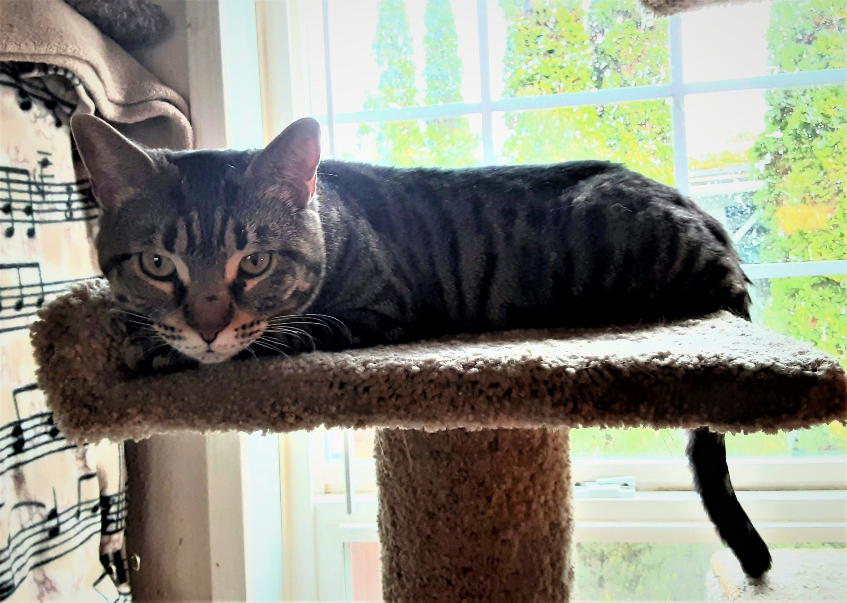 Maureen, Adopted, Adult Female Domestic Short Hair.