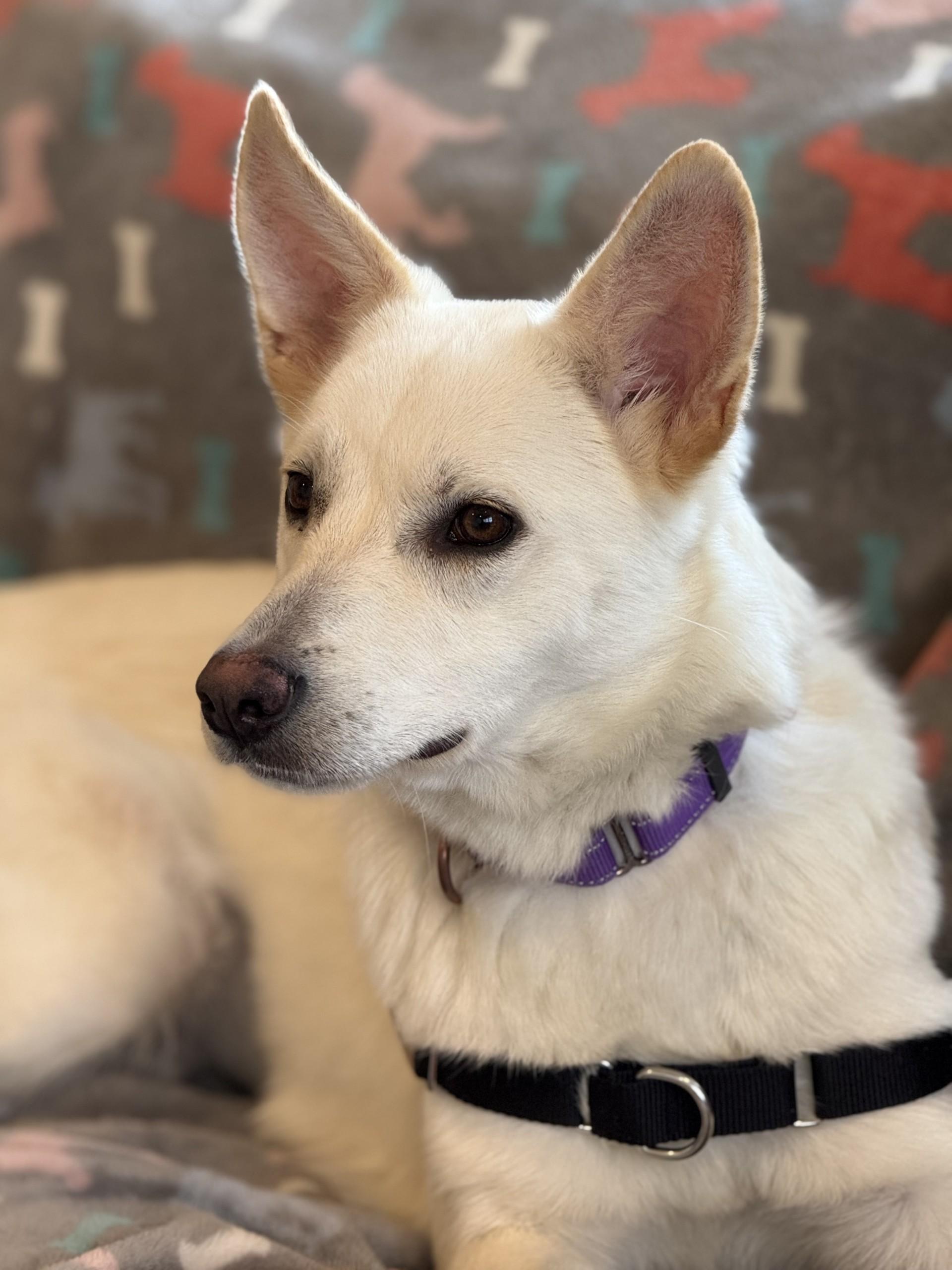 Enlarge Fluffernutter, an adopted Shepherd in Ridgefield, CT image 3/5