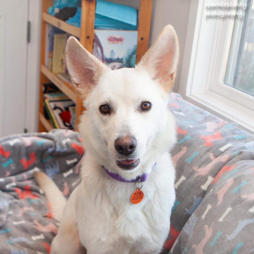 Enlarge Fluffernutter, an adopted Shepherd in Ridgefield, CT image 1/5