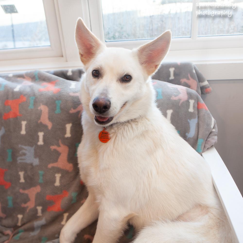 Enlarge Fluffernutter, an adopted Shepherd in Ridgefield, CT image 5/5