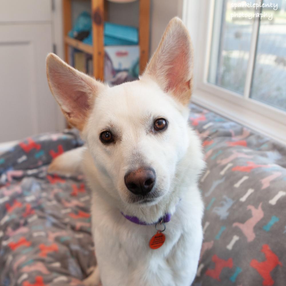 Enlarge Fluffernutter, an adopted Shepherd in Ridgefield, CT image 2/5