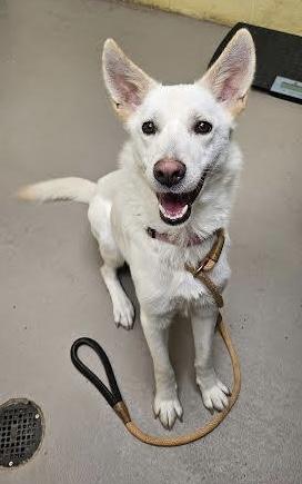 Enlarge Fluffernutter, an adopted Shepherd in Ridgefield, CT image 4/5