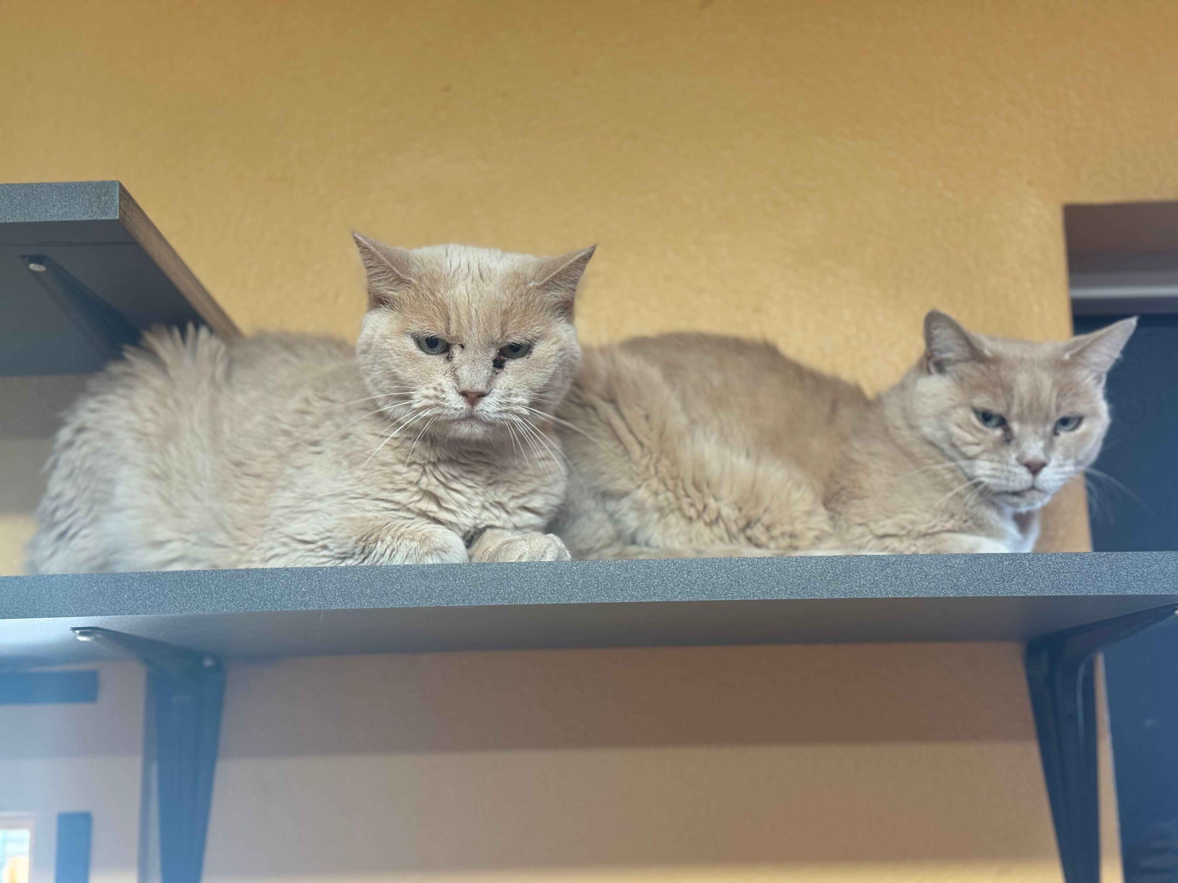 Enlarge Buttermilk - bonded, a Adoptable Domestic Short Hair in Okanogan, WA image 4/4