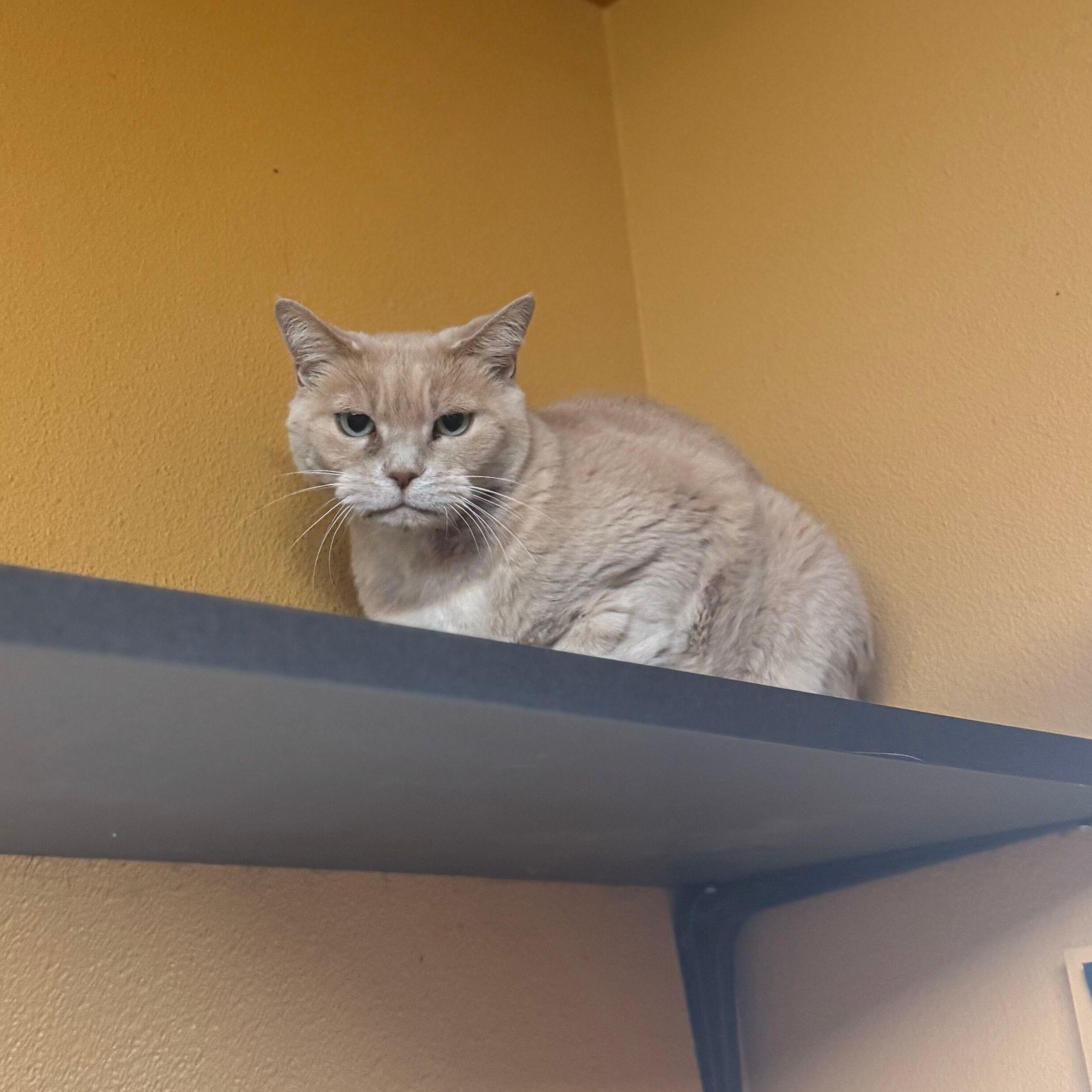 Buttermilk - bonded, an adoptable Domestic Short Hair in Okanogan, WA, 98840 | Photo Image 2
