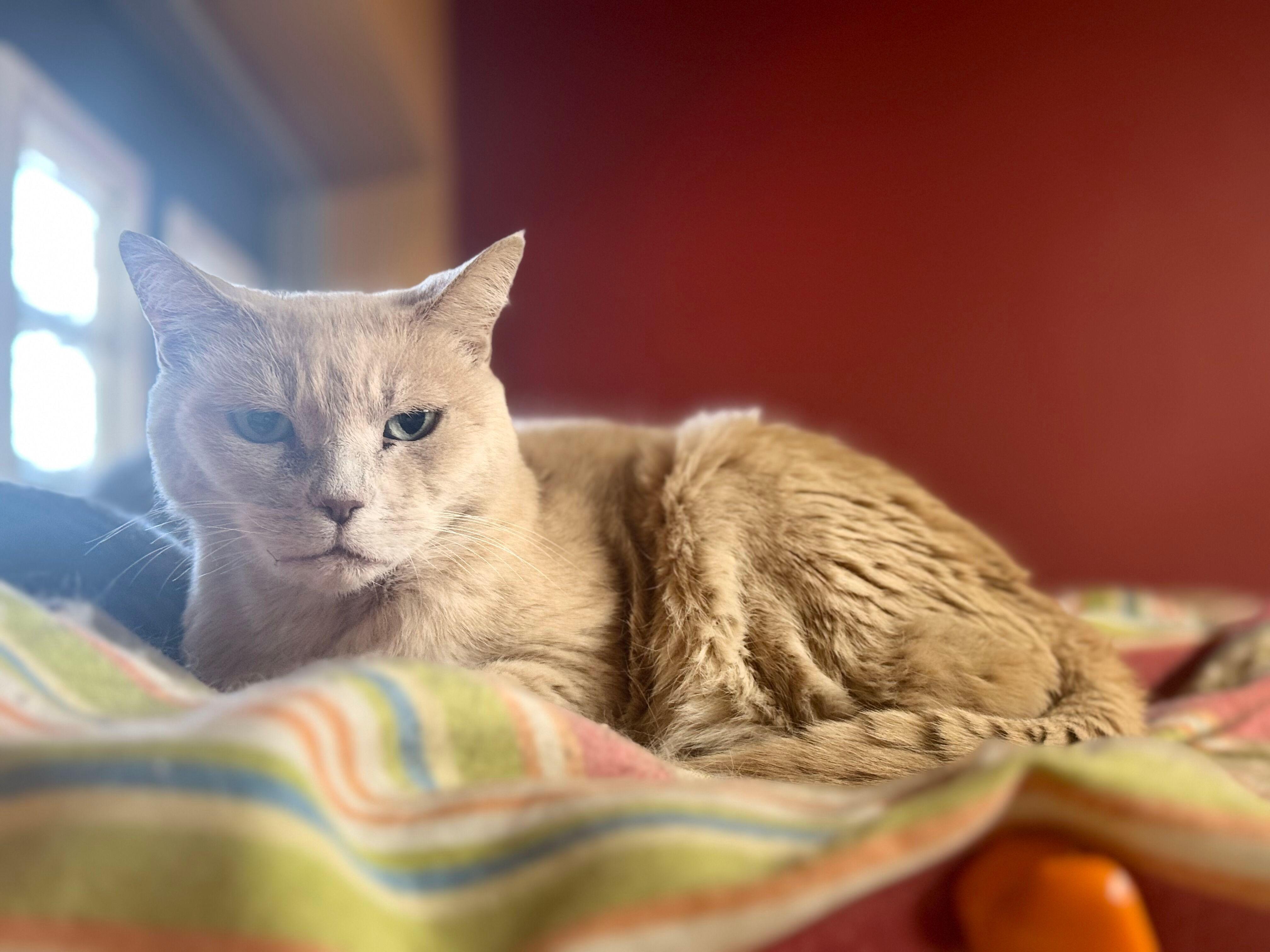 Buttermilk - bonded, an adoptable Domestic Short Hair in Okanogan, WA, 98840 | Photo Image 1