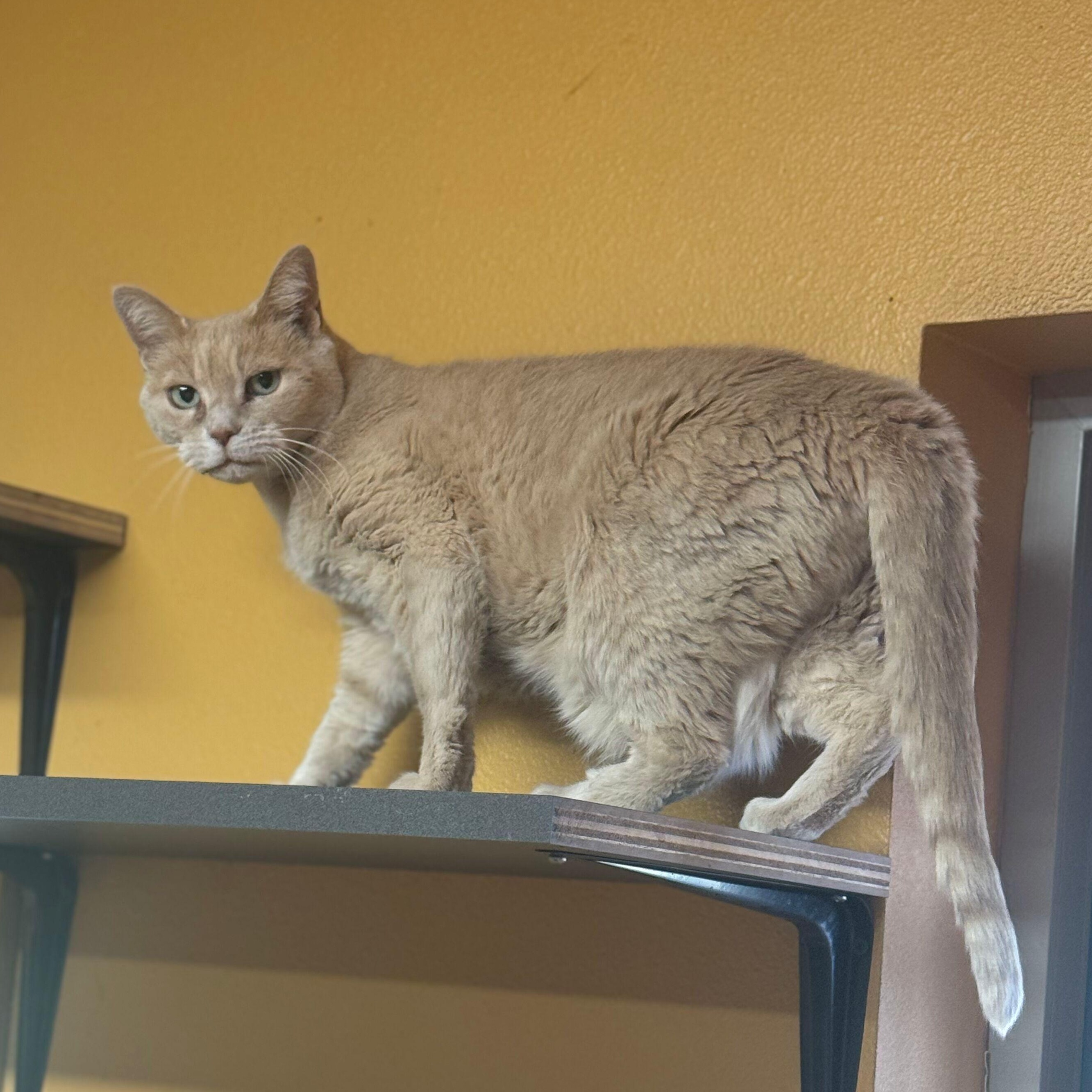 Enlarge Buttermilk - bonded, a Adoptable Domestic Short Hair in Okanogan, WA image 3/4