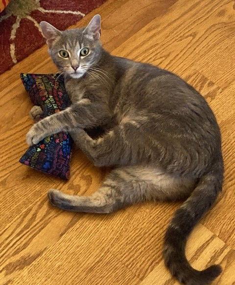 Willamina- Must Apply in Person, Adult Female Domestic Short Hair