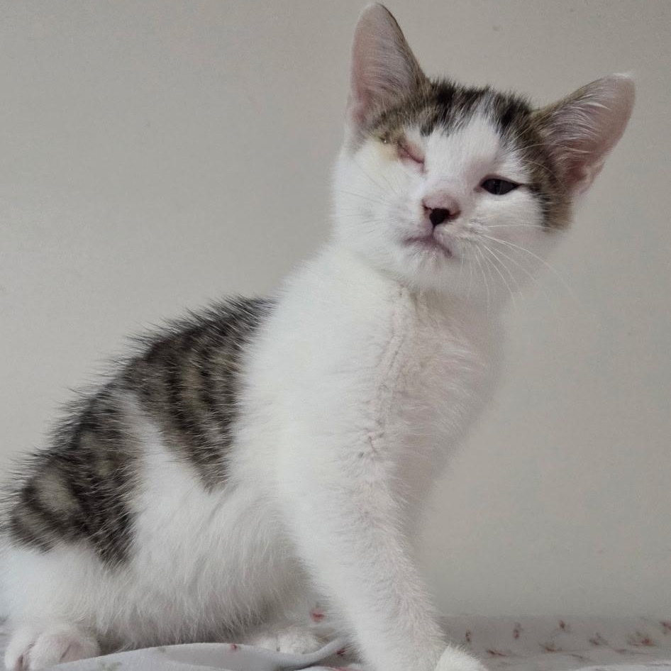Quetzal -Preadoption ONLY, Adoptable, Kitten Female Domestic Short Hair.