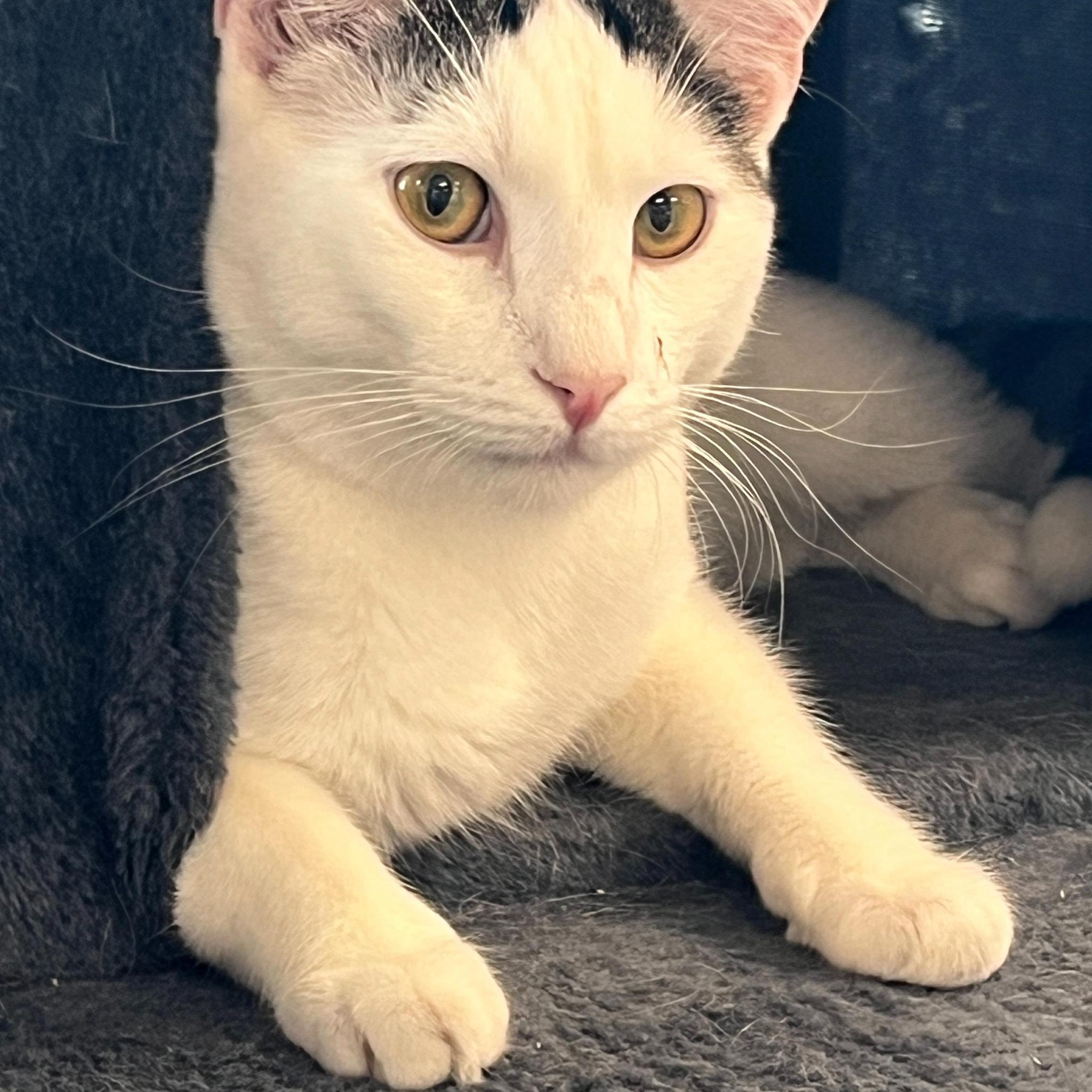 Brennan, Adoptable, Young Male Domestic Short Hair.