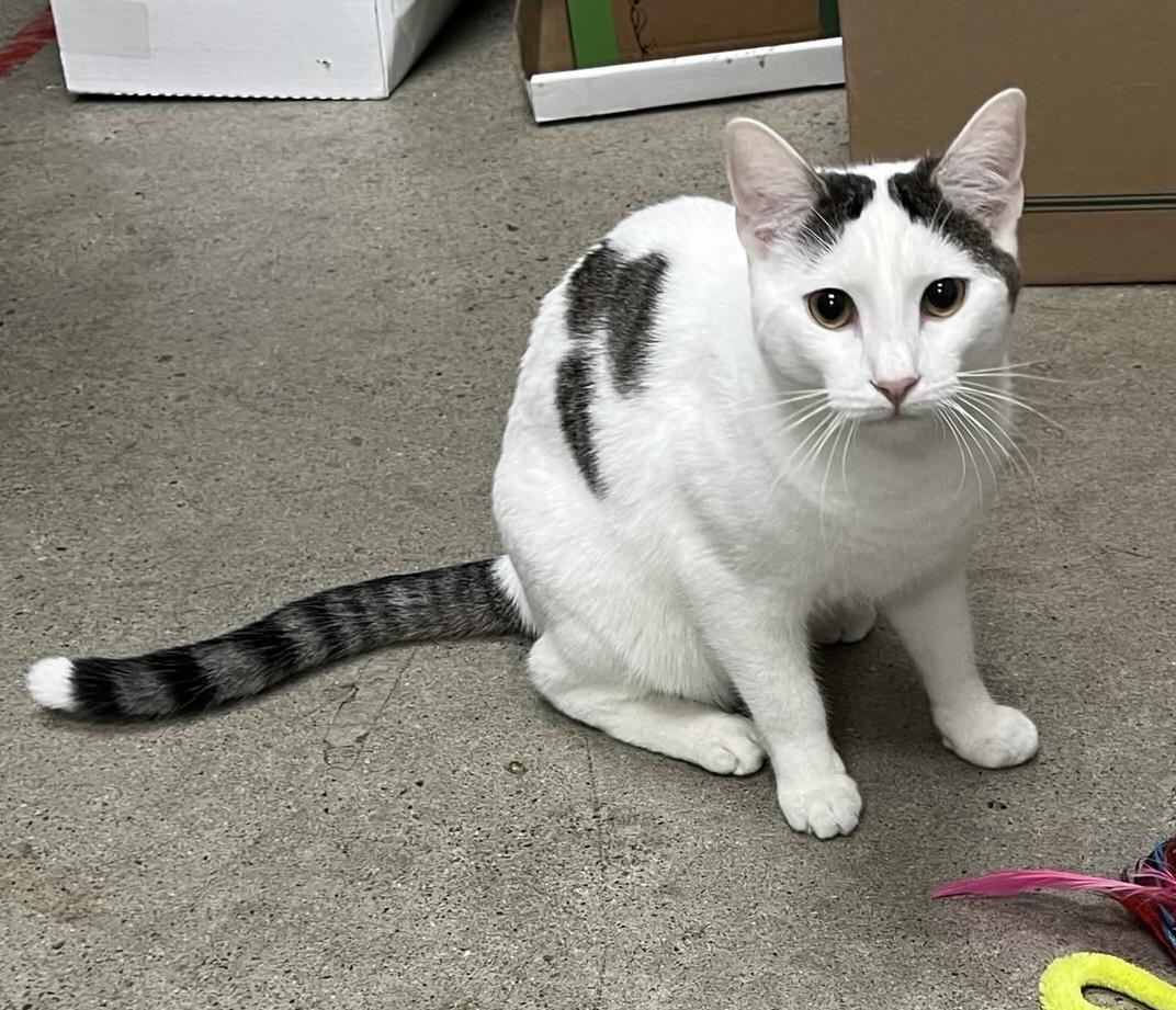 Enlarge Brennan, a Adoptable Domestic Short Hair in Petaluma, CA image 2/2