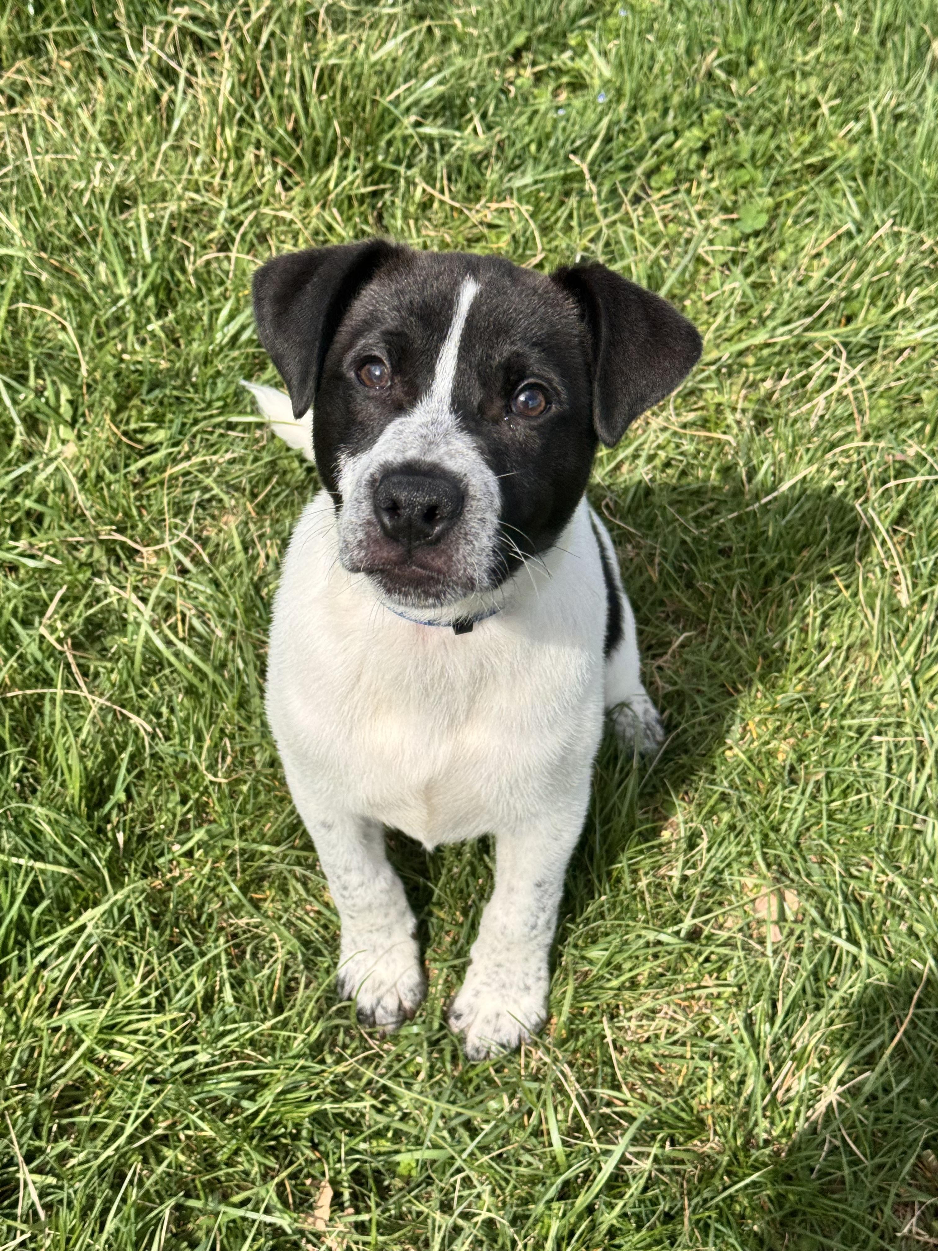 Enlarge Henry, an adoptable mixed breed in Kearneysville, WV image 2/3