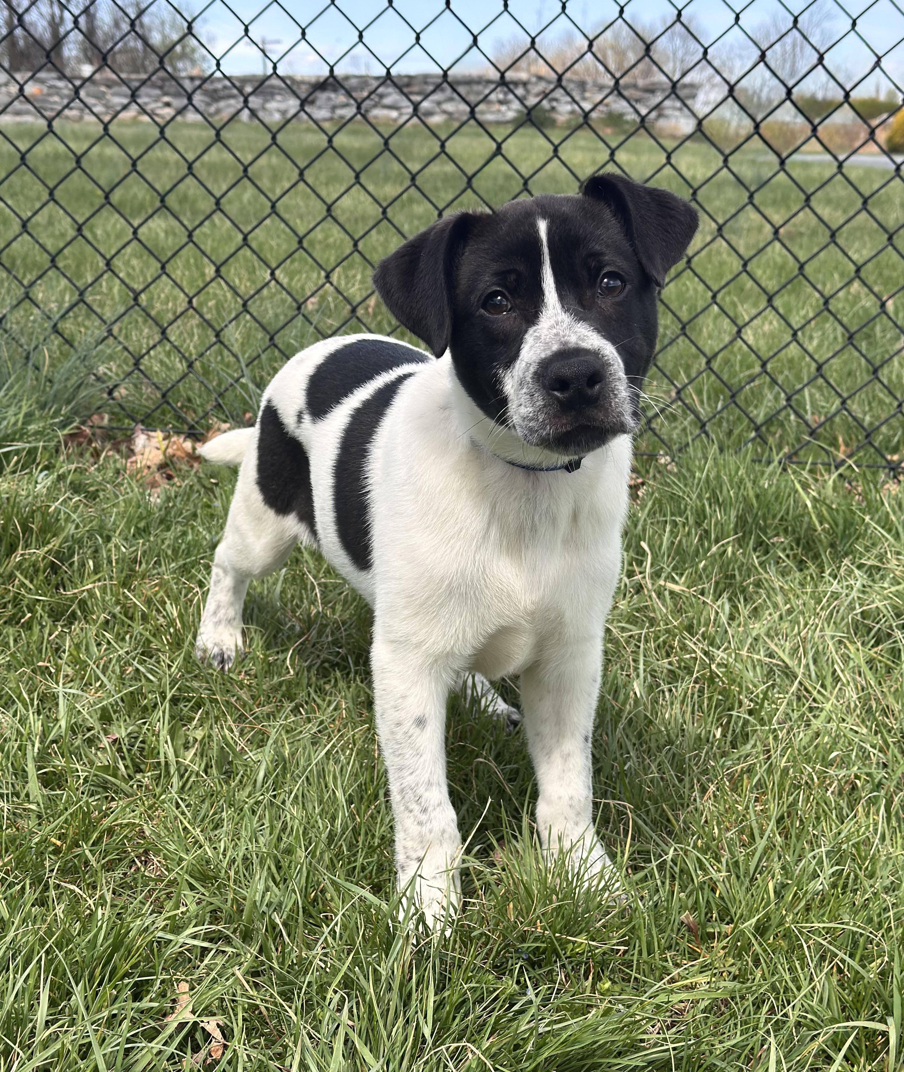 Enlarge Henry, an adoptable mixed breed in Kearneysville, WV image 3/3