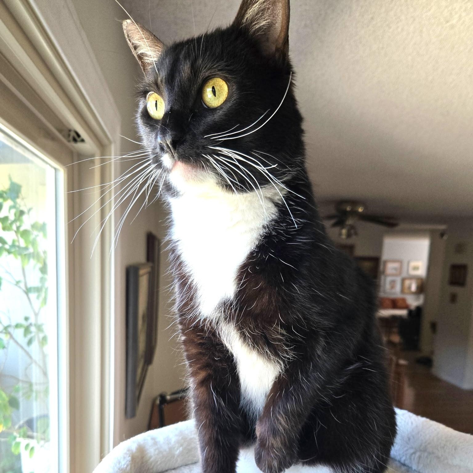 Toby, Adoptable, Young Male Domestic Short Hair.