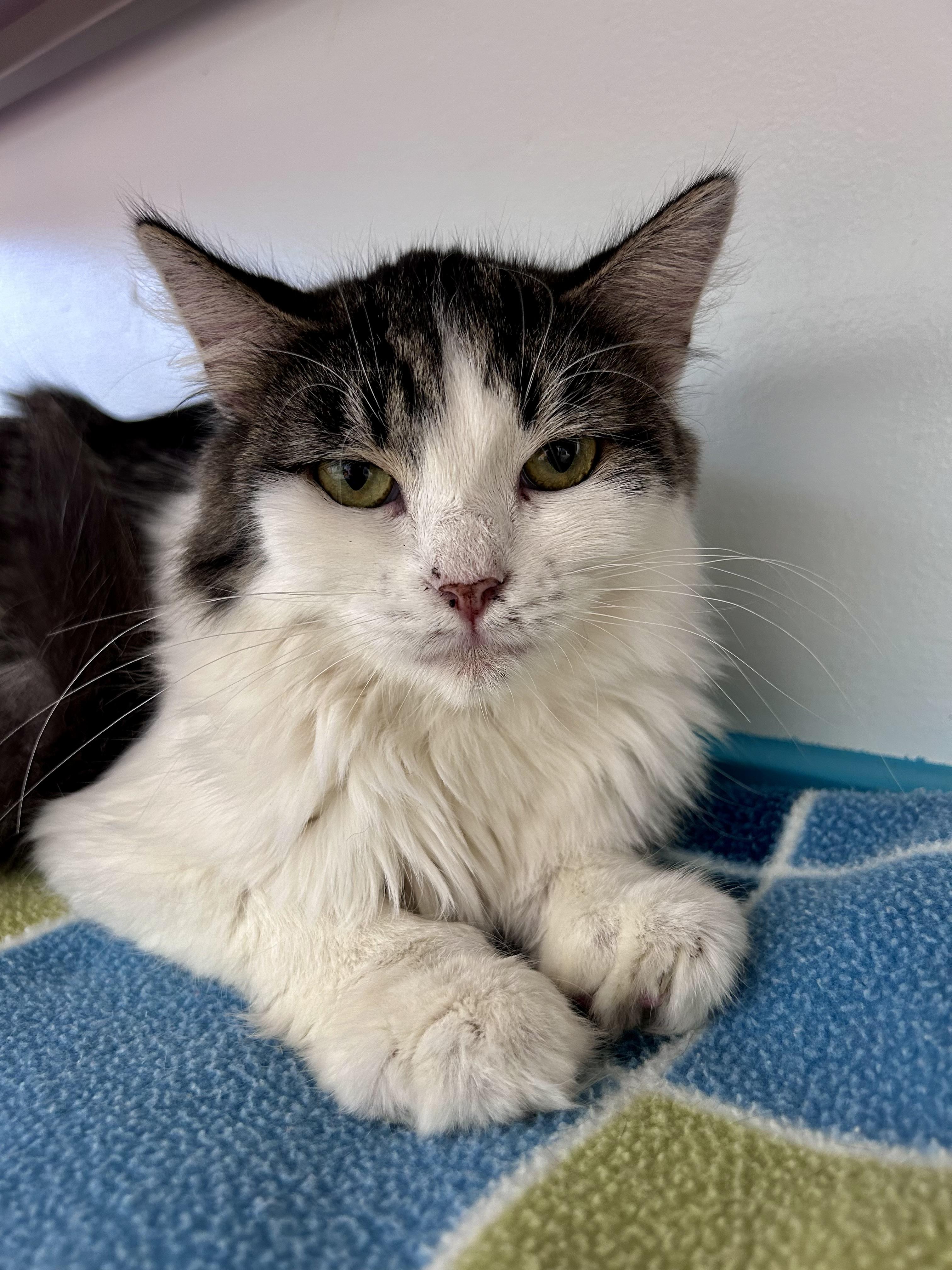 Enlarge Macy, a ADOPTABLE Domestic Long Hair in Grand Rapids, MI image 5/6