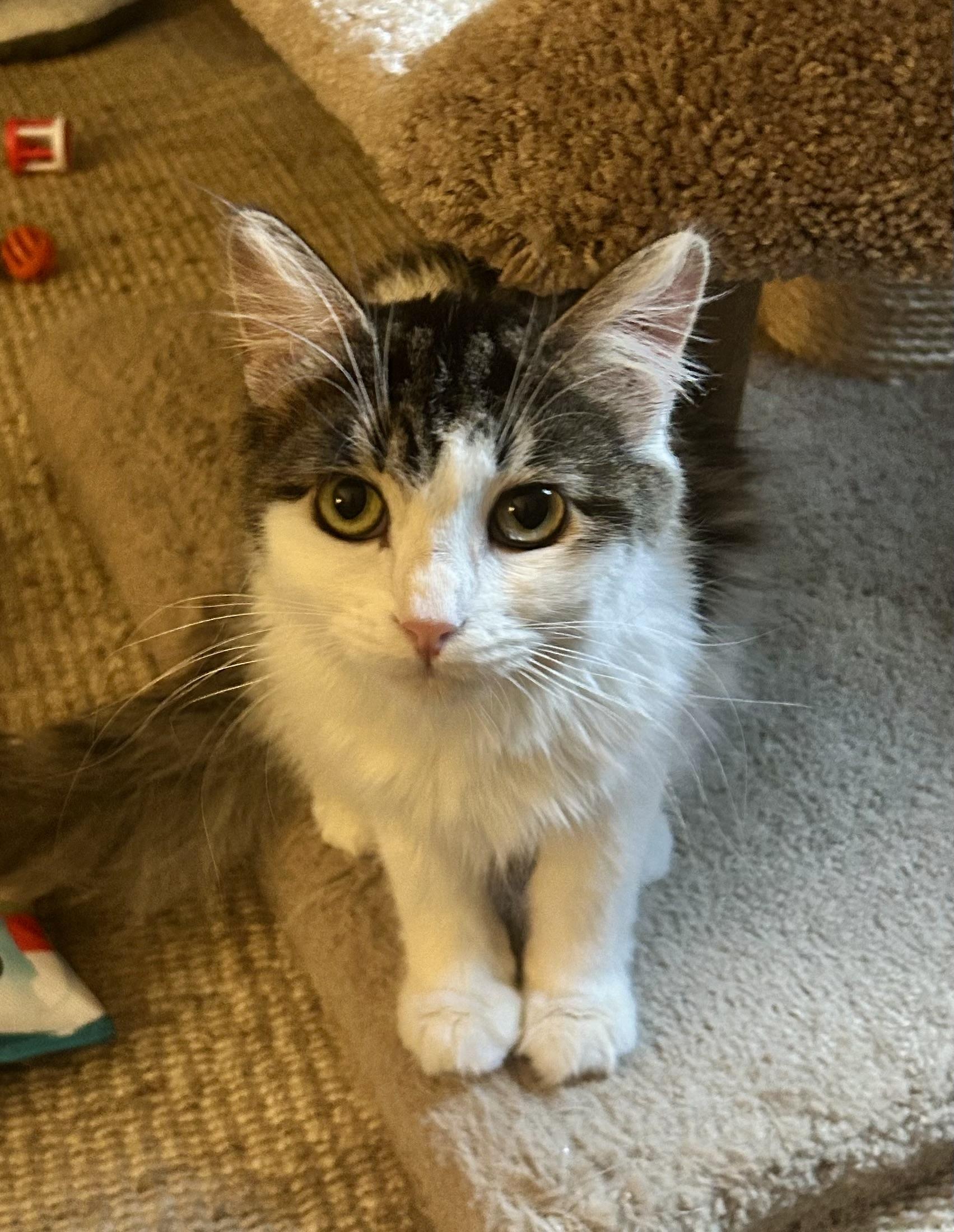Enlarge Macy, an adoptable Domestic Long Hair in Grand Rapids, MI image 2/6