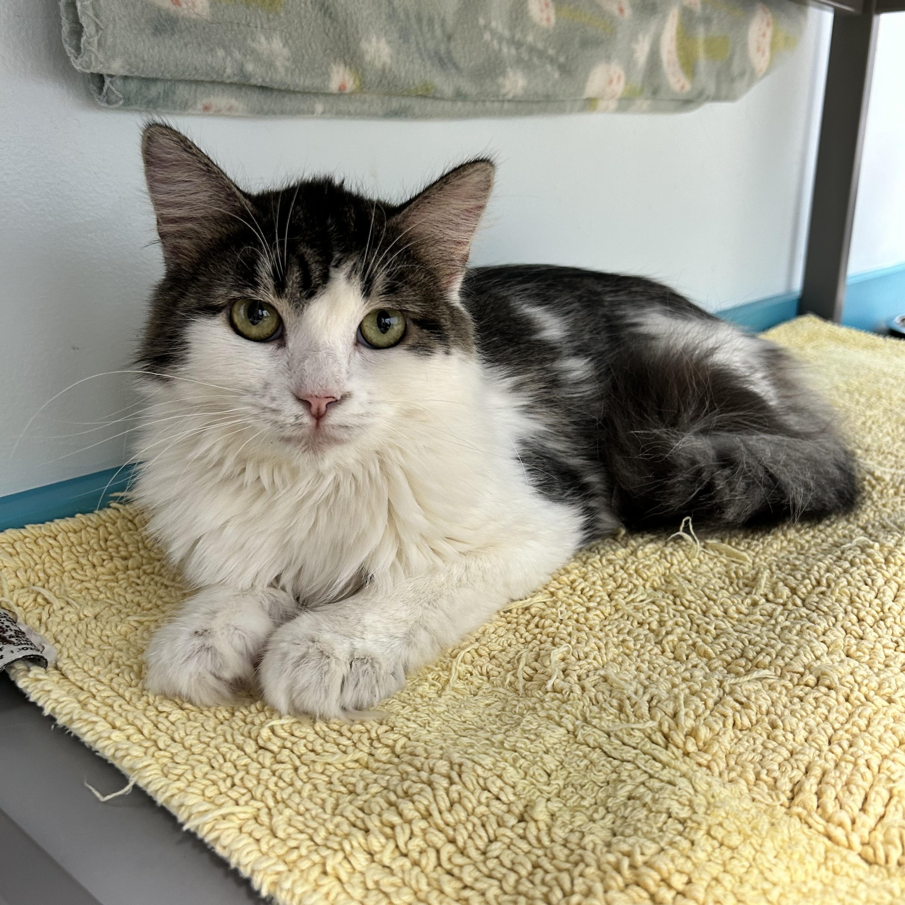 Macy, an adoptable Domestic Long Hair in Grand Rapids, MI image 2/6