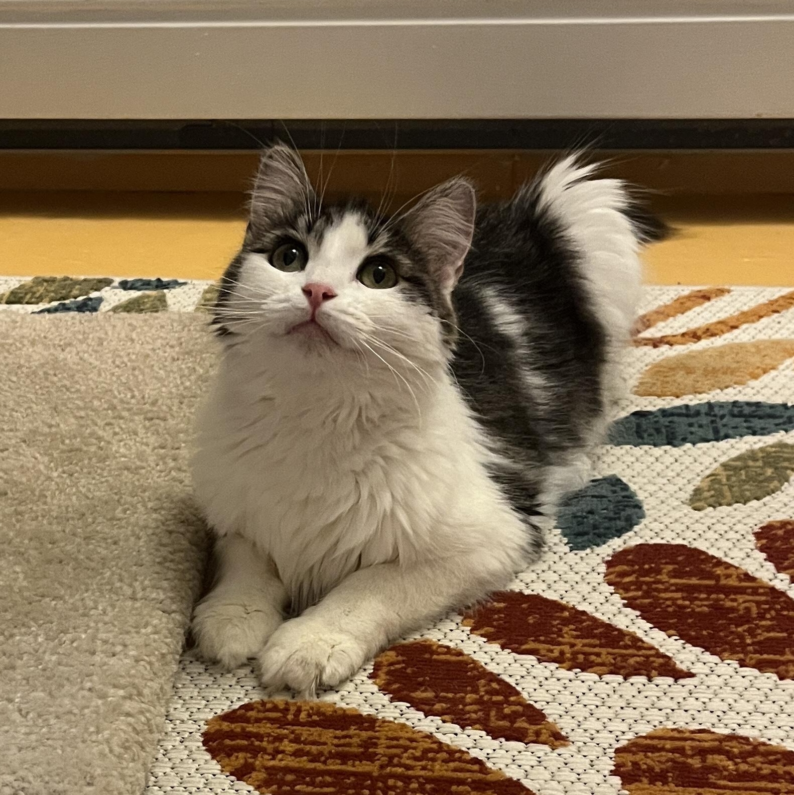 Macy, adoptable, Adult Female Domestic Long Hair.
