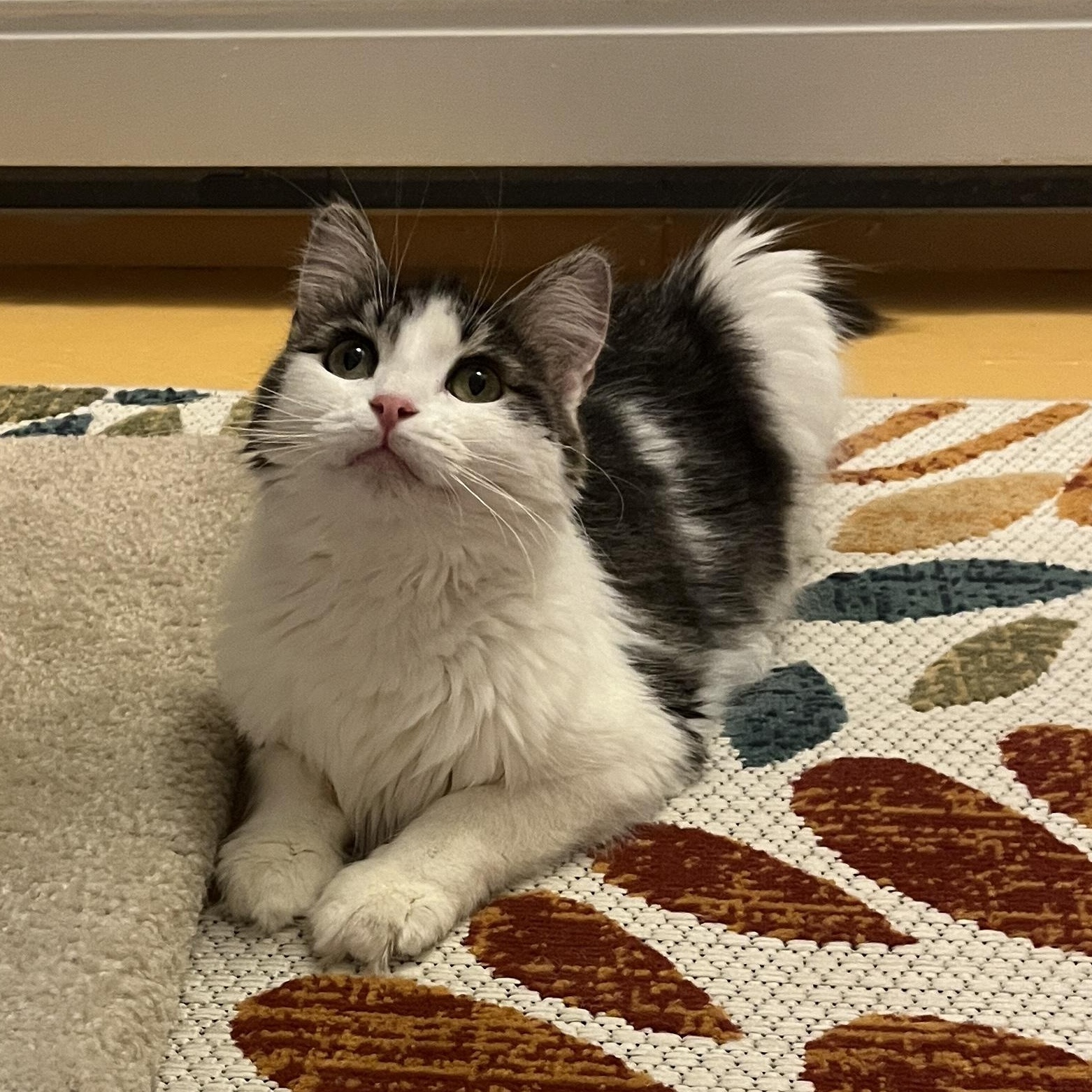Enlarge Macy, an adoptable Domestic Long Hair in Grand Rapids, MI image 4/6