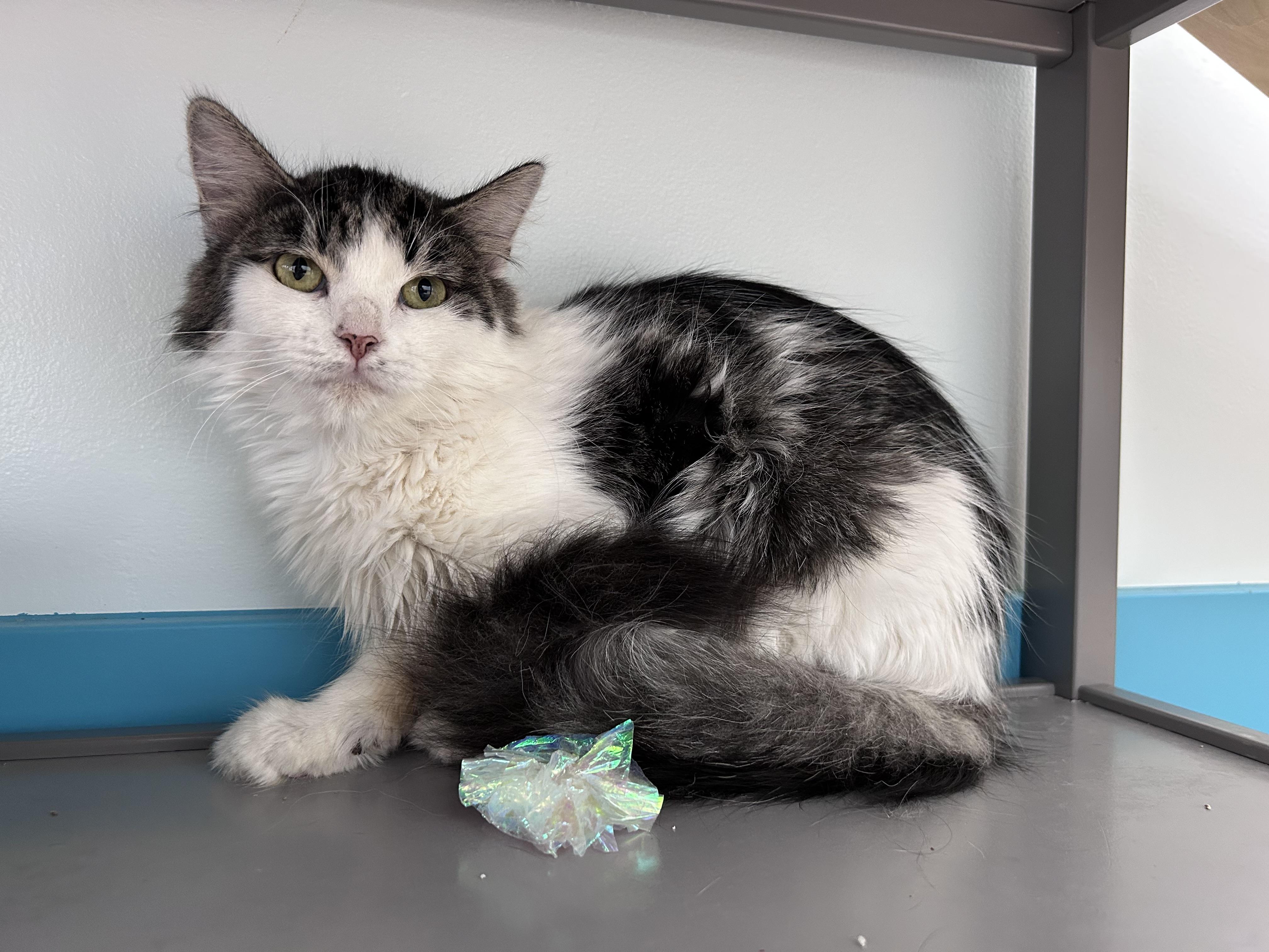 Enlarge Macy, a ADOPTABLE Domestic Long Hair in Grand Rapids, MI image 4/6