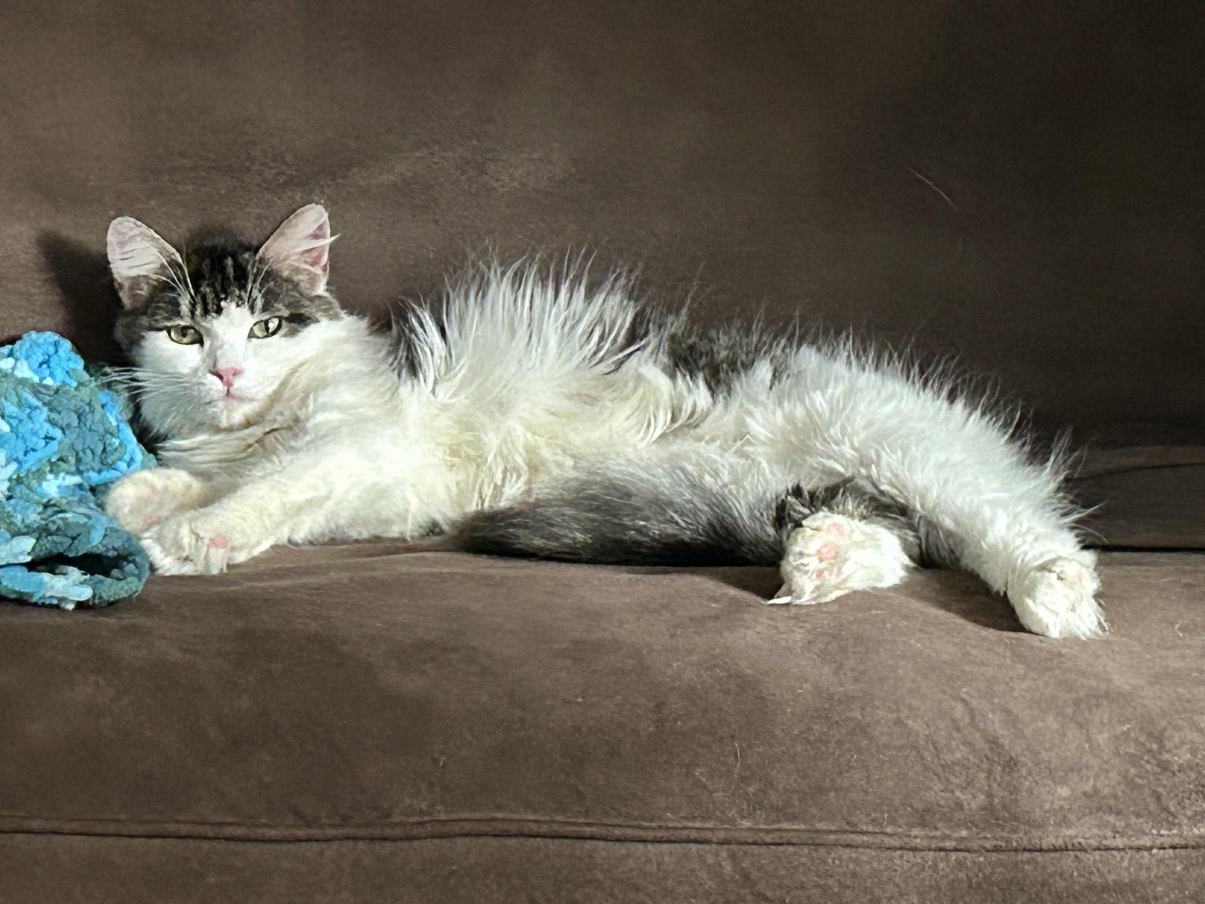 Enlarge Macy, an adoptable Domestic Long Hair in Grand Rapids, MI image 3/6