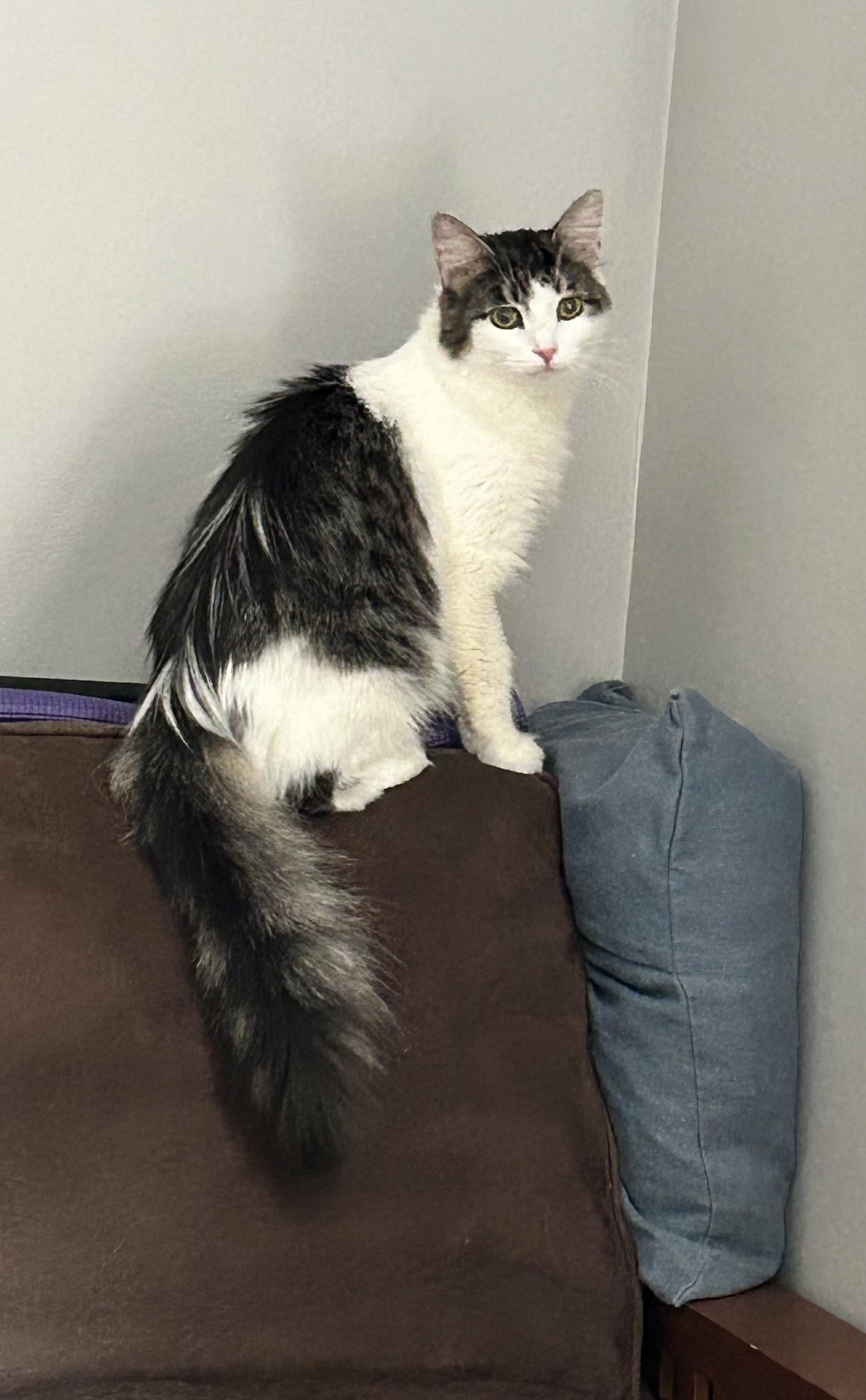 Enlarge Macy, a Adoptable Domestic Long Hair in Grand Rapids, MI image 6/6