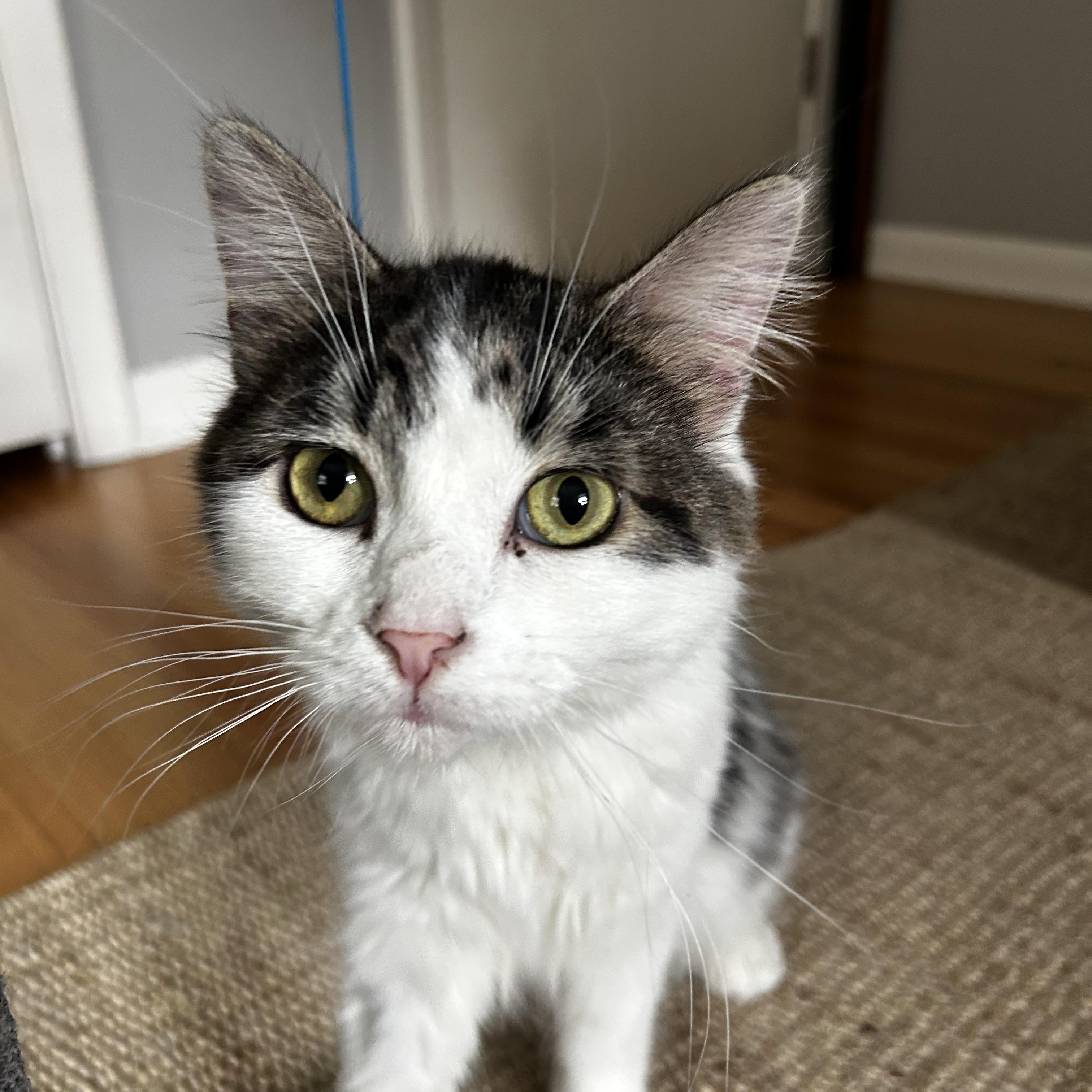 Enlarge Macy, a Adoptable Domestic Long Hair in Grand Rapids, MI image 2/6