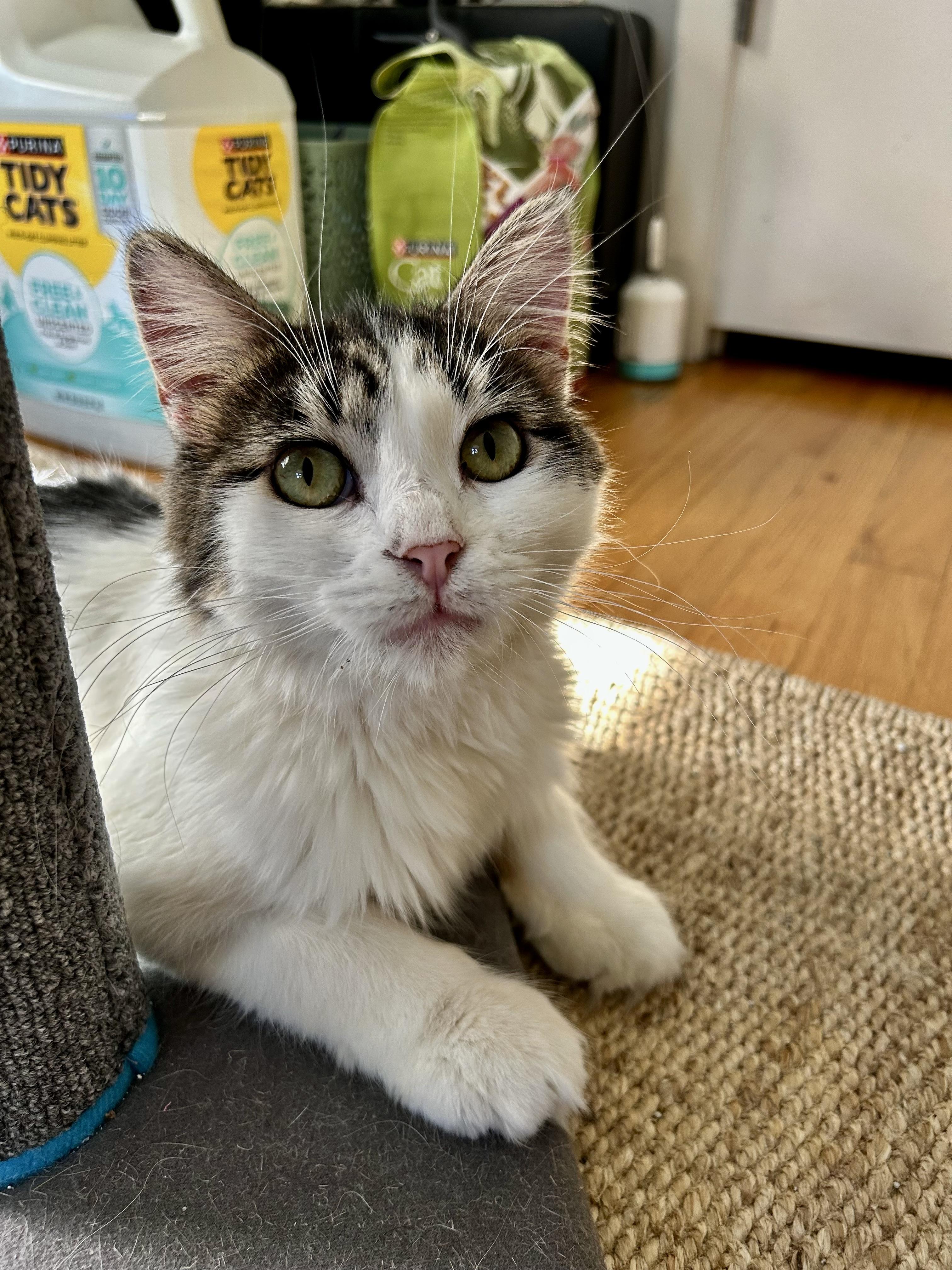 Macy, Adoptable, Adult Female Domestic Long Hair.