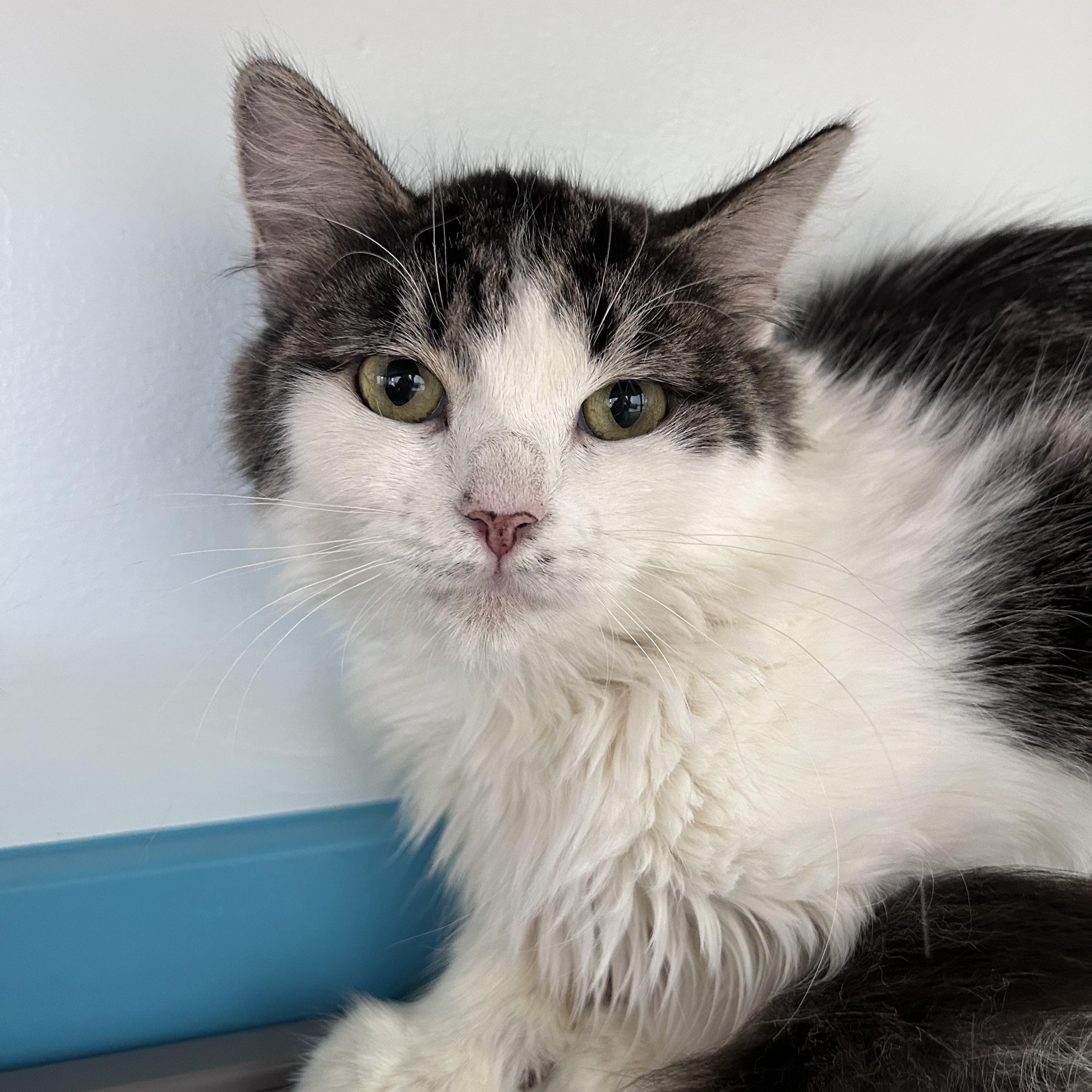 Enlarge Macy, a ADOPTABLE Domestic Long Hair in Grand Rapids, MI image 2/6