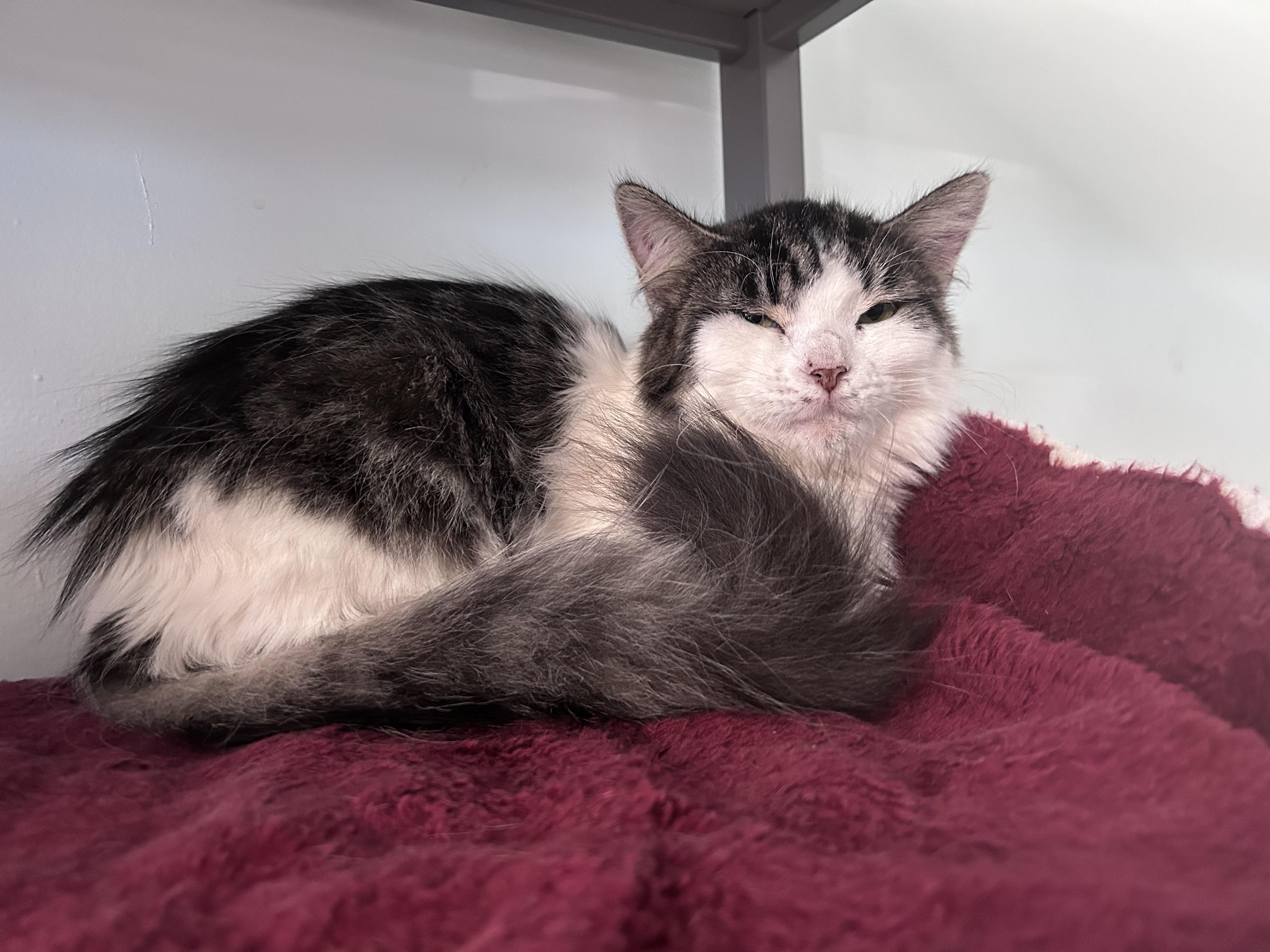 Enlarge Macy, a ADOPTABLE Domestic Long Hair in Grand Rapids, MI image 6/6